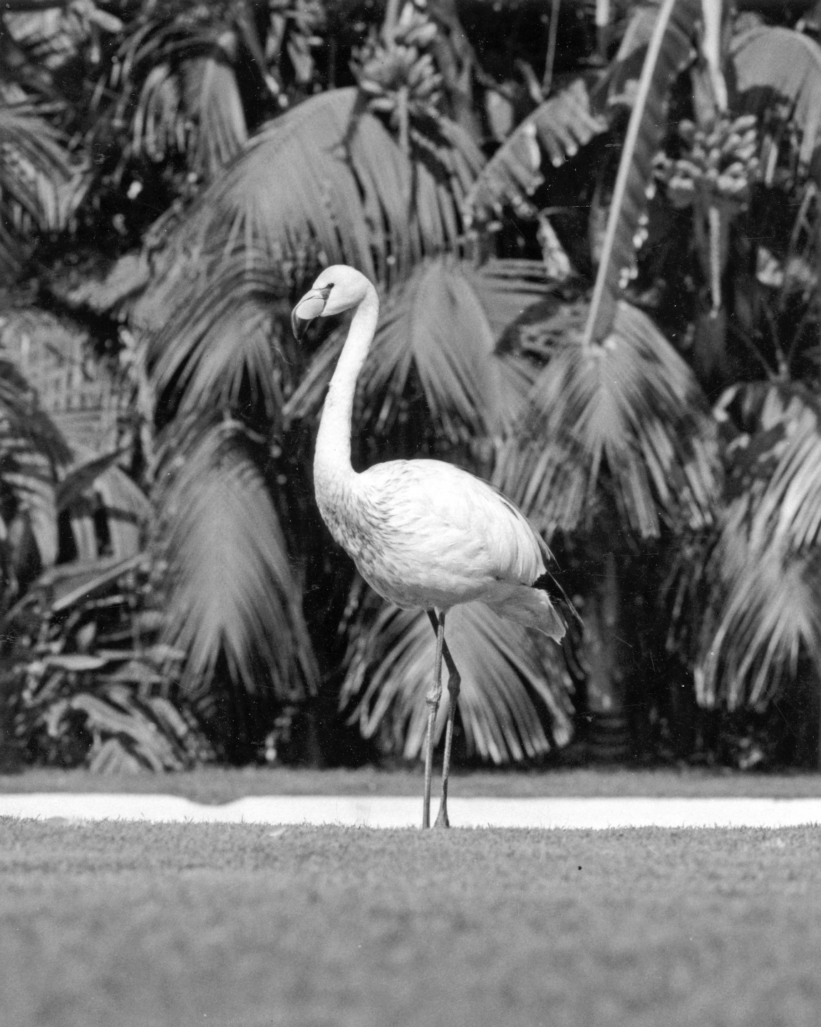 With the addition of the James's flamingo in 1964, the San Diego Zoo could boast having five of the six living types of flamingos. The James's flamingo is the smallest and rarest of the New World flamingos, native to the Andes. For many years it was believed to be extinct, until in 1960, William Conway, director of the New York Zoological Garden at the time, brought the first live bird to be seen in man years out of South America.