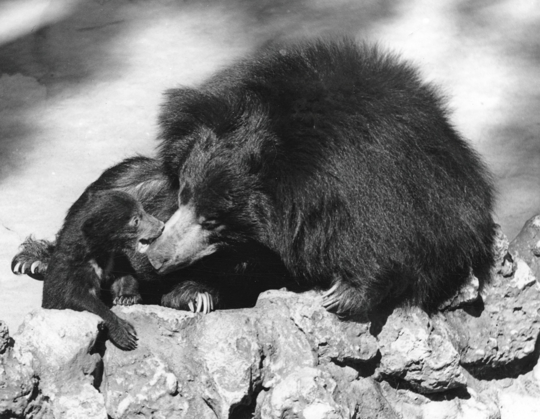 Got your nose! On December 15, 1958, Winkyn gave birth to a cub, the first of this species at the Zoo to survive, and there were congratulations all around, since this was a rare birth in zoos.