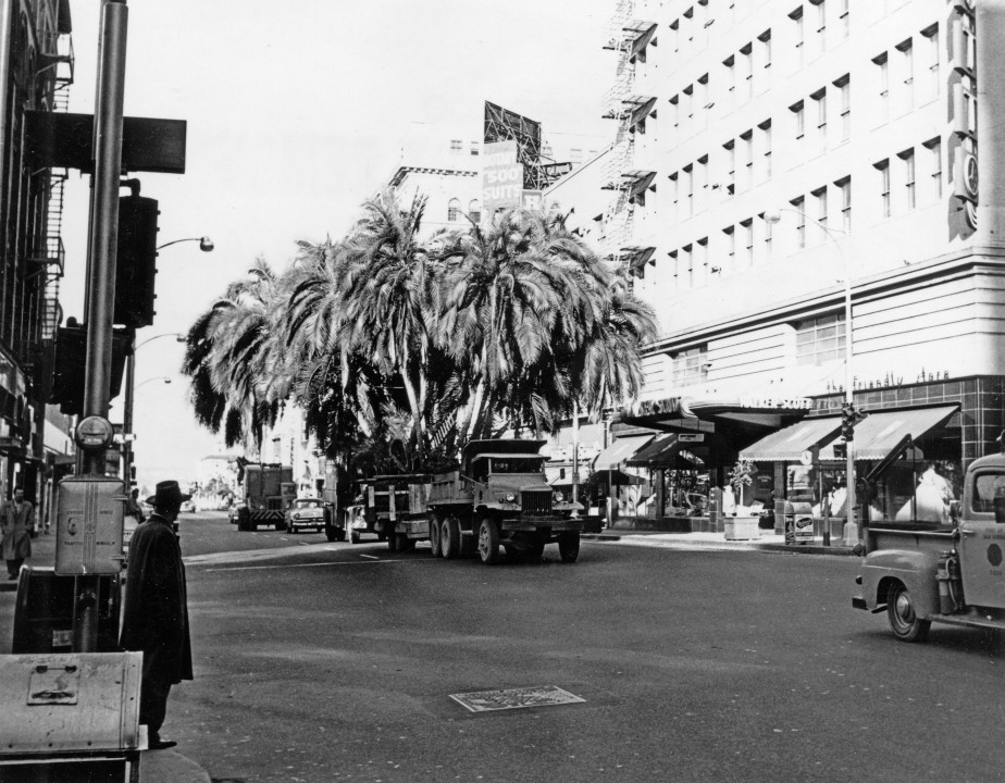 In 1959, an extremely valuable, 60-year-old Senegal date palm was left to the Zoo from the Henry B. Clark estate in Ocean Beach. The Zoo staff was thrilled, especially the Horticulture Department. But now they had to get it from Ocean Beach to the Zoo—no easy task, since the multi-trunked tree (15 trunks) weighed some 26 tons and was 40 feet wide. It took several weeks to plan the move, including Dr. Charlie Schroeder using his persuasive powers to convince the city to turn off the electricity along the route as they moved the tree. The endeavor began at 3 a.m., and it took four hours of negotiating primary, secondary, and house-service electrical and telephone wires on neighborhood streets just to get out of Point Loma. All along the way, linemen from the telephone and power and light companies disengaged and then reconnected overhead wires as the truck inched the tree along. Harbor Drive was a breeze in comparison, except for a few traffic signals that had to be temporarily disconnected. Then the procession made it through the Fifth and Broadway intersection (seen in this photo), which the San Diego Police Department helped keep clear, before turning north on 12th Street and finally on to the Zoo. In the end, the Zoo paid a $2,500 moving bill to bring the palm to its new home. But it was worth it—it was considered one of the most beautiful specimens of this palm species in the world.