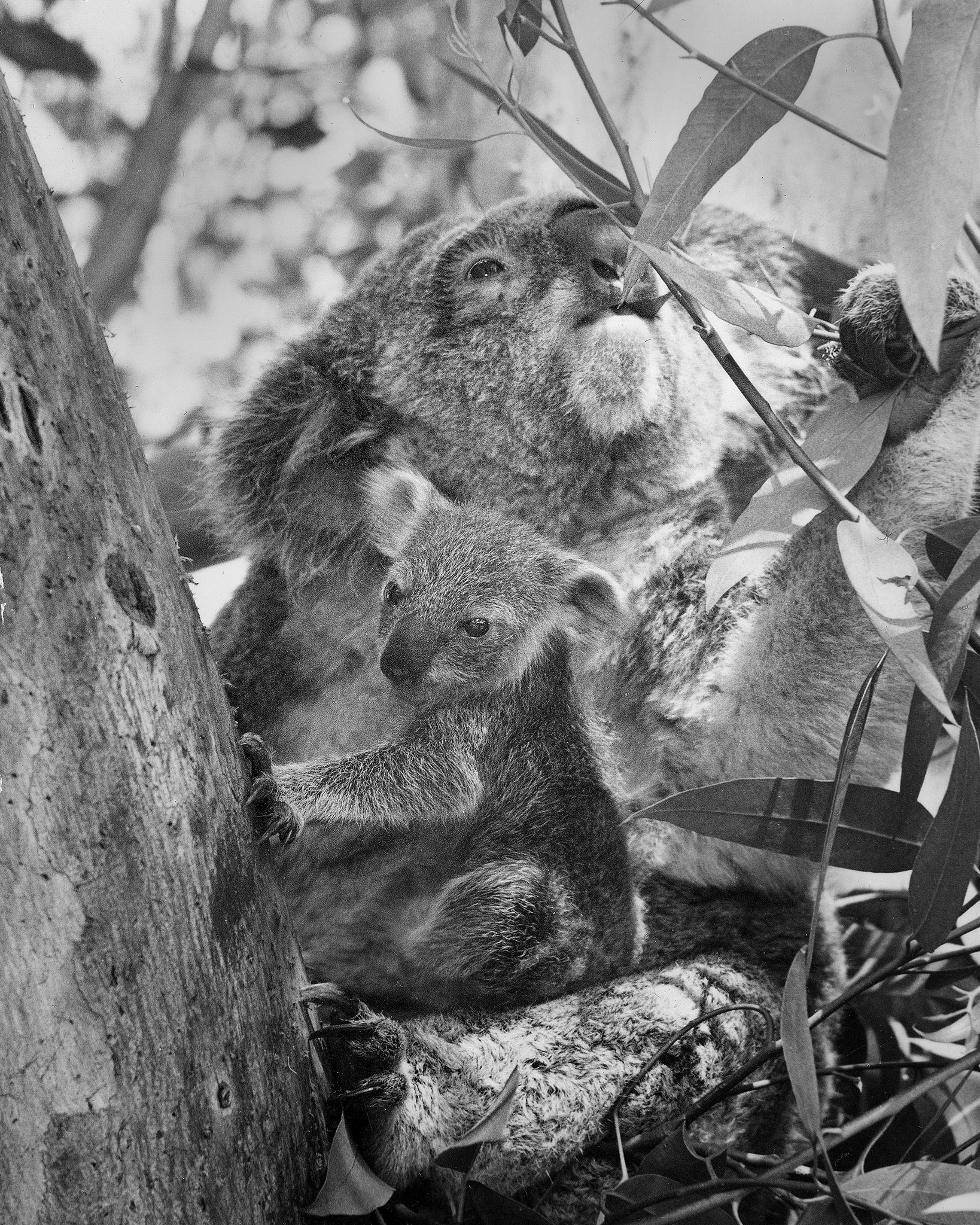 Surprise! Hello, Joey | San Diego Zoo 100