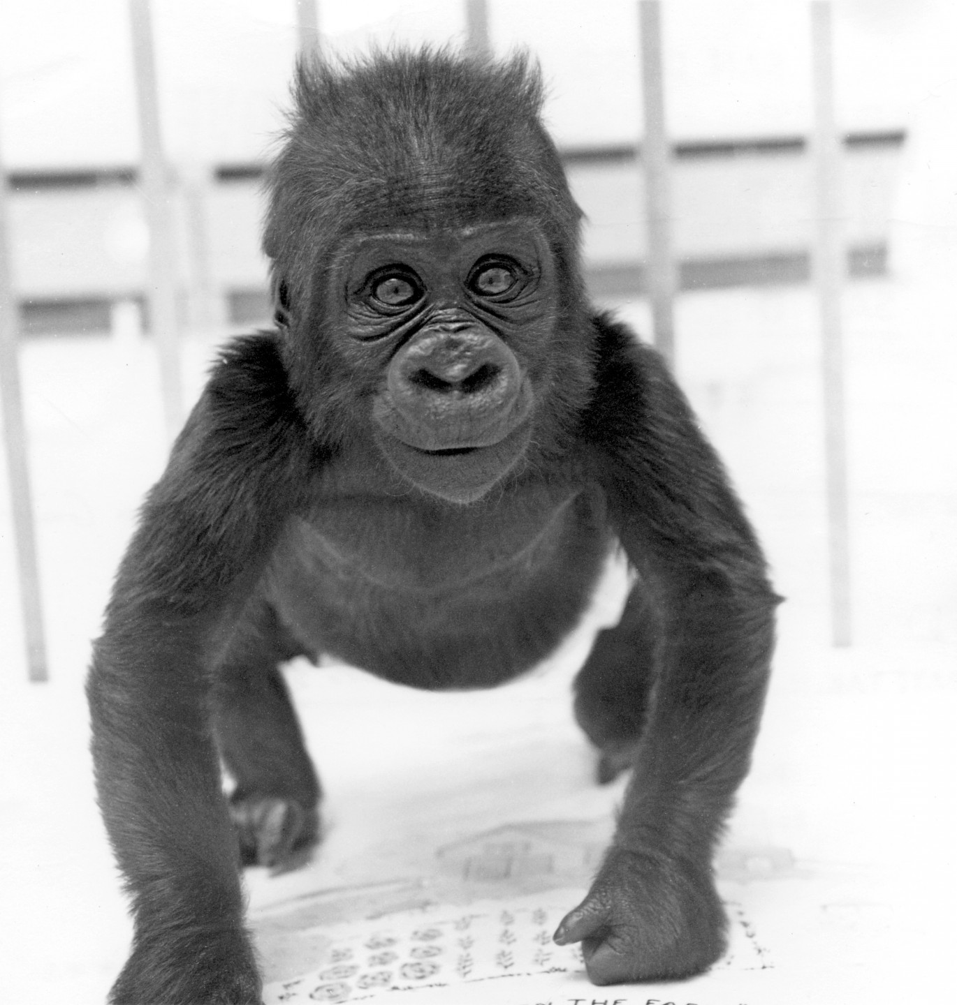 Big news in 1965 was the first birth of a gorilla at the Zoo: Alvila. She was only the seventh gorilla that had been born in any zoo worldwide. Her name was a combination of her father’s, Albert, and her mother’s, Vila.