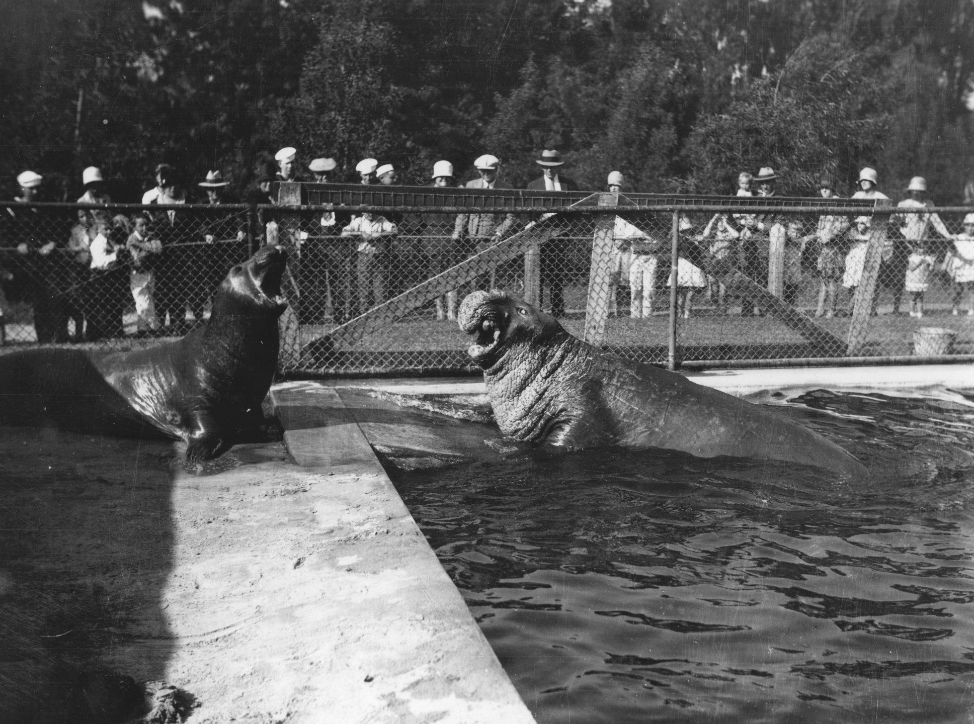 Elephant seals helped the San Diego Zoo get its start, because Dr. Harry could trade them for other animals to build the collection. This role would later be honored with the image of an elephant seal on San Diego Zoo's conservation medal.