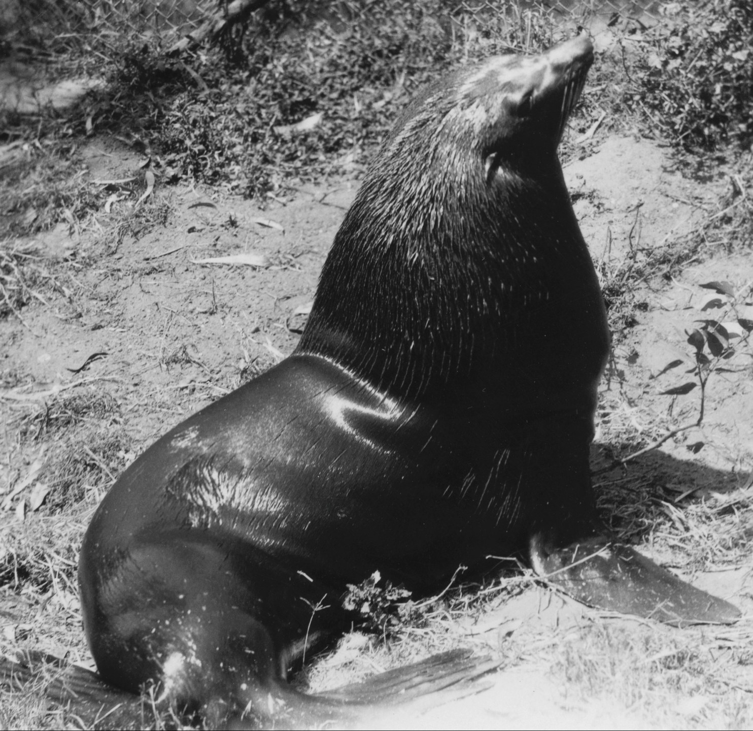 In 1928, a fisherman brought the extraordinarily rare find of two male Guadalupe fur seals to the San Diego Zoo. The species had been thought to be extinct, until the fisherman found a small population that he told Dr. Harry about while Dr. Harry was on an expedition in Mexico. The hope was to try to find females to bring to the Zoo as well, in order to create a breeding group to try to increase the population of this nearly-extinct species, but unfortunately that effort was unsuccessful. 