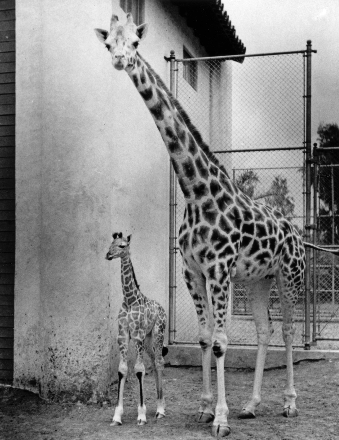 Because he was born on June 6, 1944, the day of the invasion of Normandy, the Zoo's newest giraffe was named D-Day.