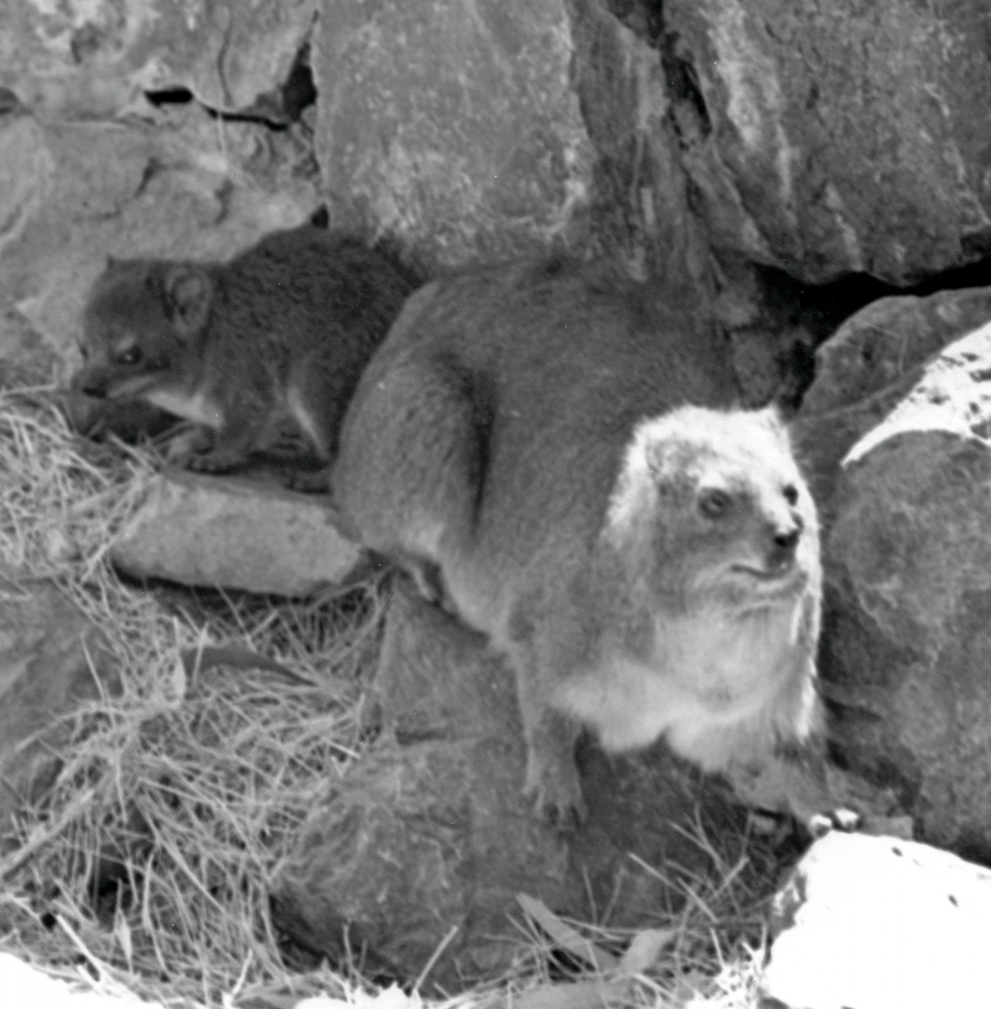 Cape hyrax