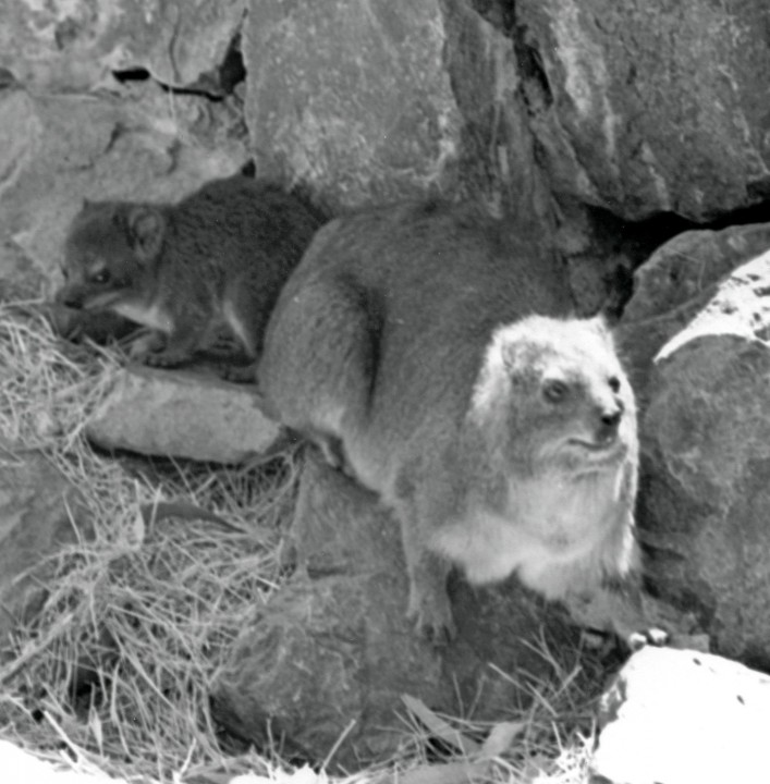Dassie Delight: In 1963, the Zoological Society received 10 Cape hyraxes, also known as dassies, as a gift from the Department of Nature Conservation, Capetown, South Africa, the first time this species had been exhibited at the San Diego Zoo. On June 27, 1964, keepers were happy to discover two new youngsters had been added to the colony, tucked among the rocks to blend into the habitat.