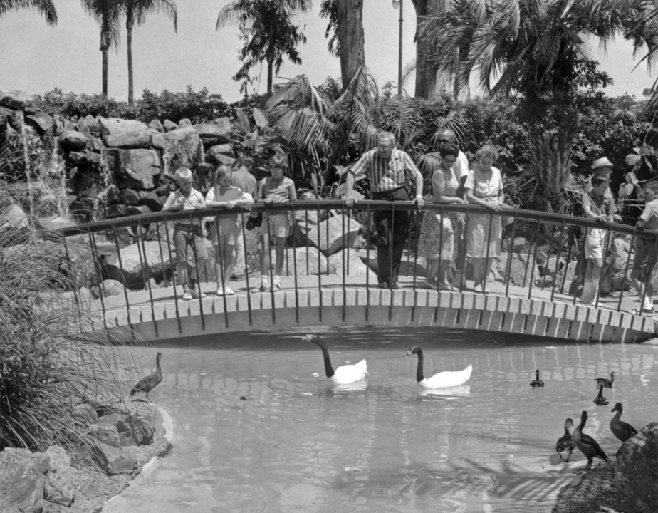 The Dining Terrace and Terrace Lagoon opened at the Zoo in 1964, providing visitors with the now-familiar view of the pond from the curved bridge.