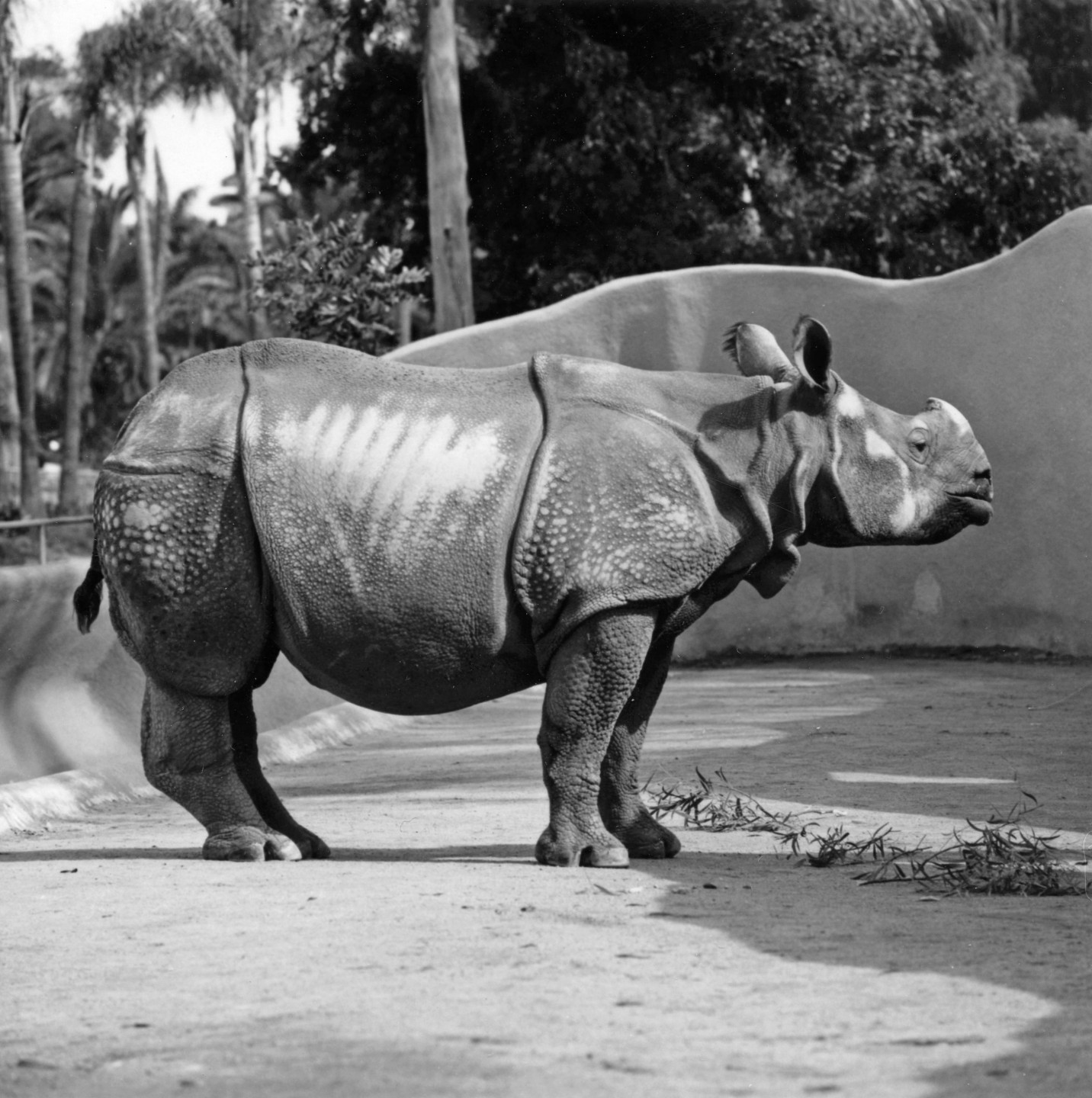 One-year-old Lasai came to the San Diego Zoo from the Basel Zoo in Switzerland in 1963. With his arrival, the Zoo’s collection could boast black, white, and greater one-horned rhinoceros species. Each was housed in newly constructed, moated exhibit areas on the large mammal mesa. A volume of correspondence reflected efforts to obtain a mate for him before Jaypuri, a young female born in India’s Kaziranga National Park, joined Lasai in 1965. Transferred to the fledgling Wild Animal Park in 1972, breeding hopes ran high for the pair.