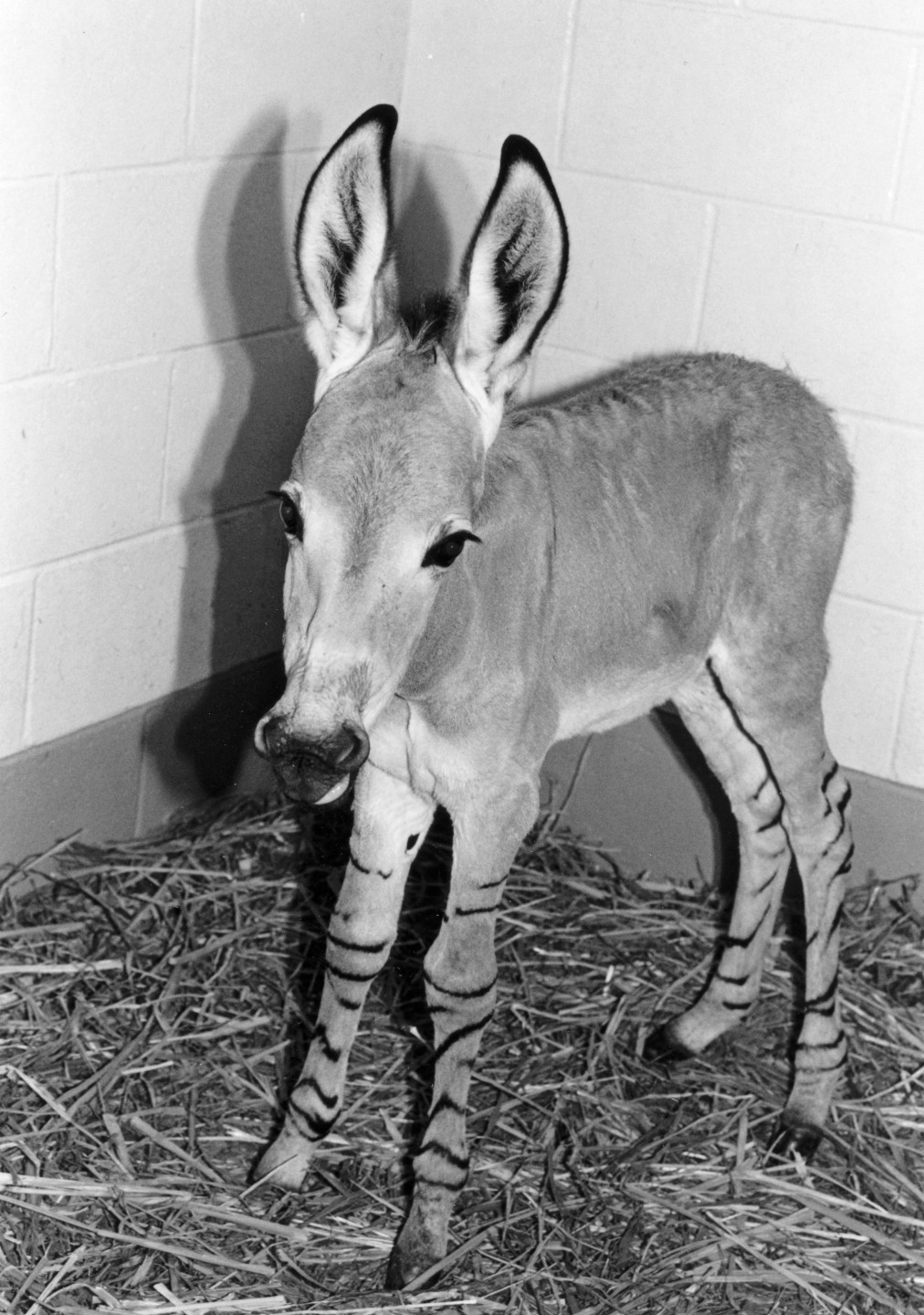 One of the most endangered species that reproduced at the Zoo in 1986 was the Somali wild ass, and this was the first birth in the Western Hemisphere.