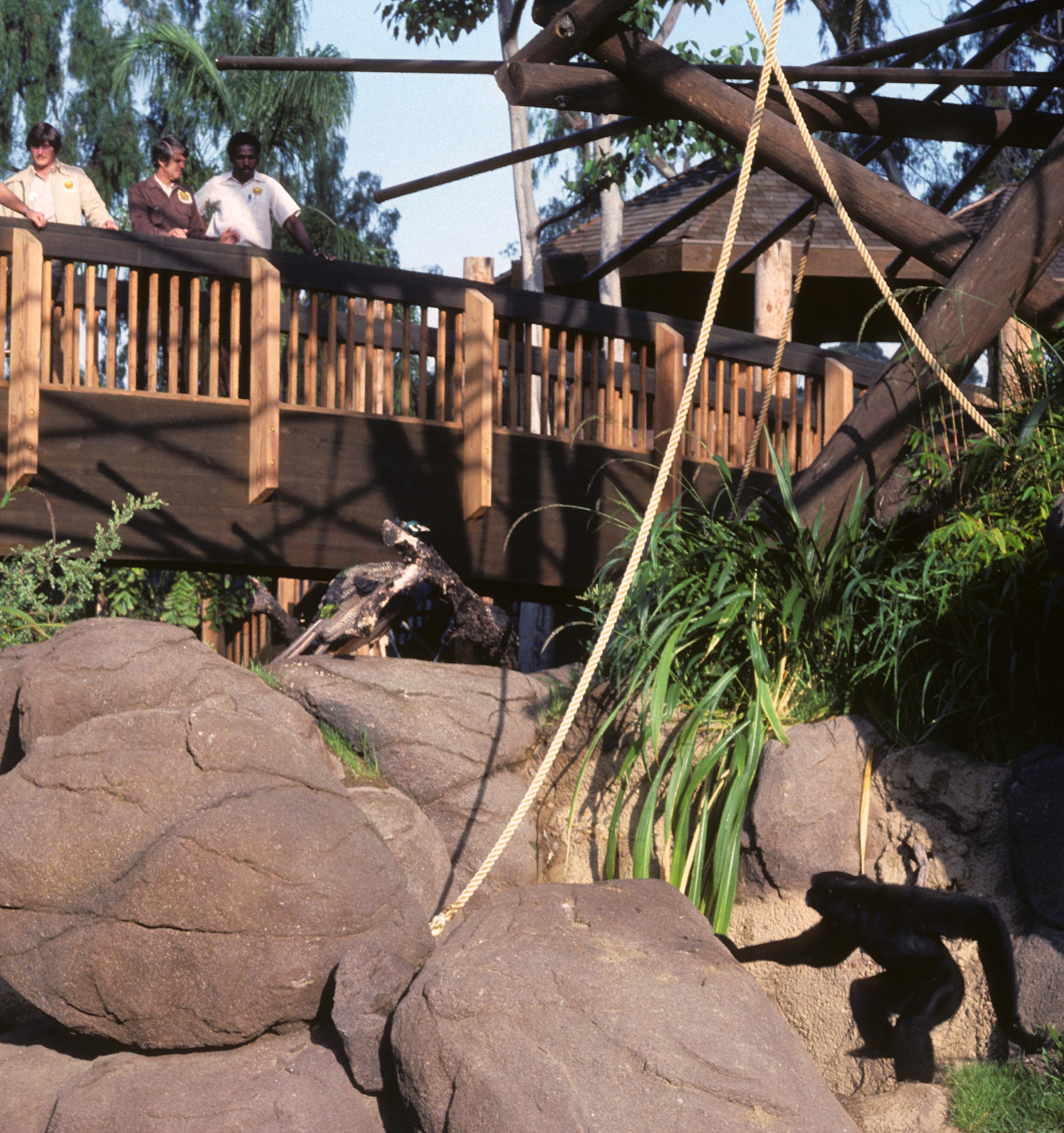 Swinging New Digs for Orangutans, Siamangs—and Employees! | San