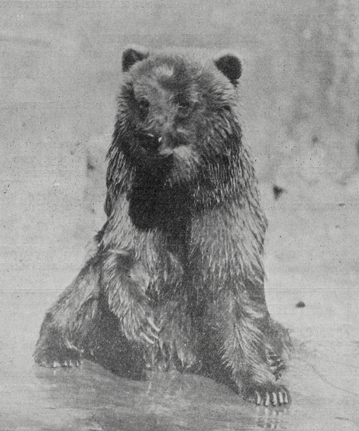 One of the first animals added to the brand-new Zoo was Caesar the bear. She had been a mascot aboard a ship, but became too unruly for the crew to handle. When she disembarked at the harbor, Dr. Thompson drove her to the Zoo in his car!