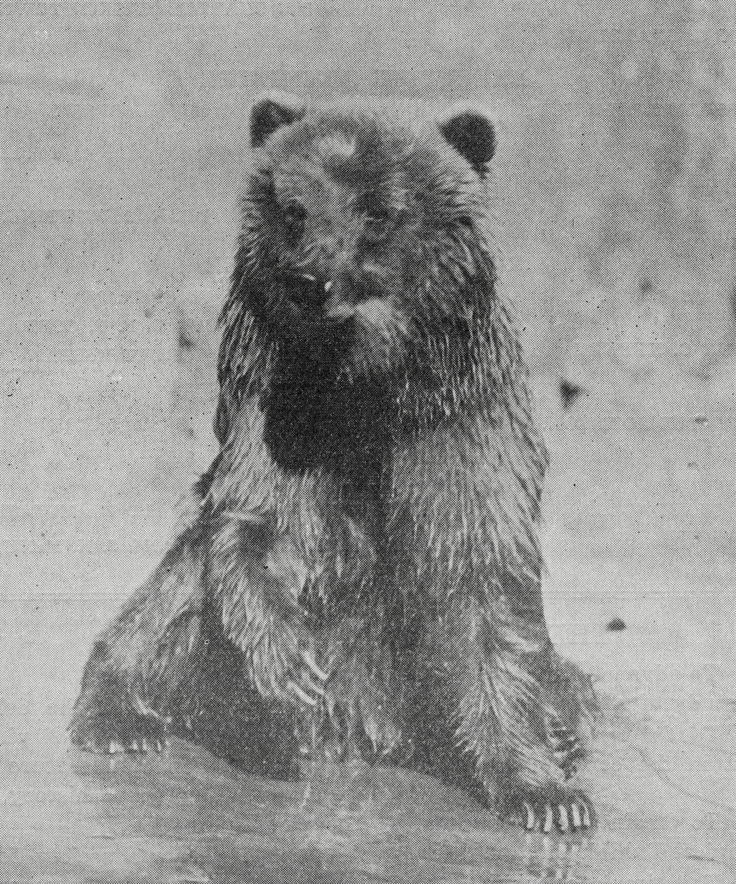 2006　BEAR　カタログ A Bear Named Caesar | San Diego Zoo 100