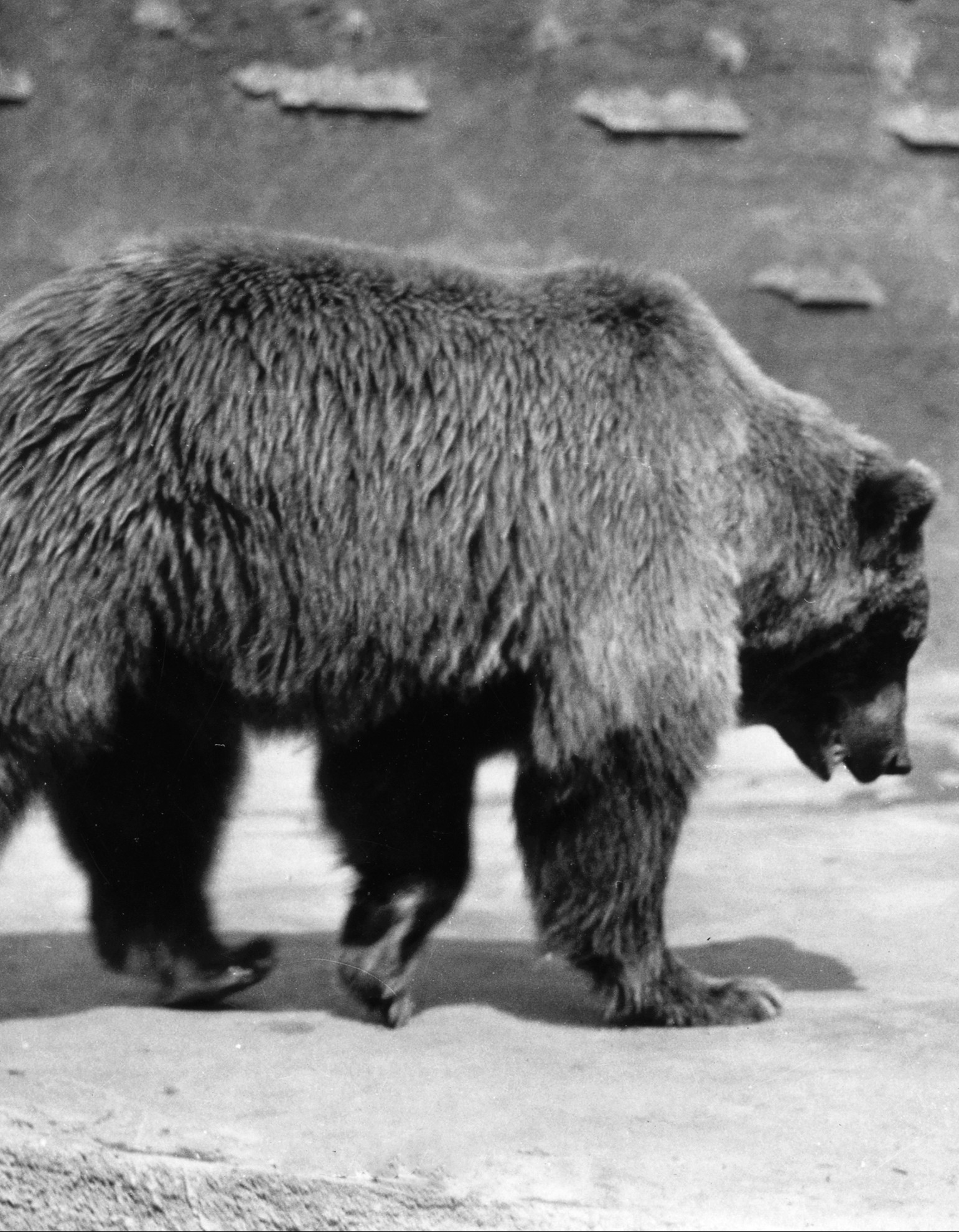 Exhibit Innovation—and Trouble with Caesar | San Diego Zoo 100