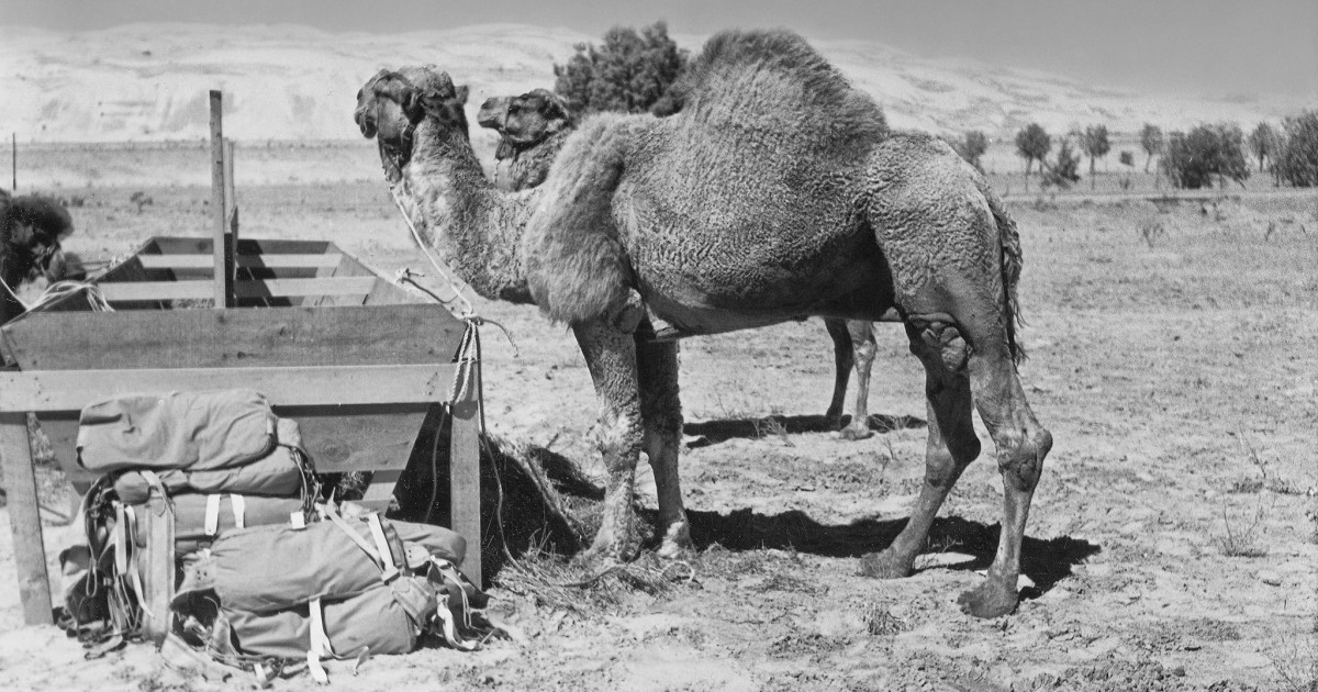 Sheik, dromedary camel | San Diego Zoo 100