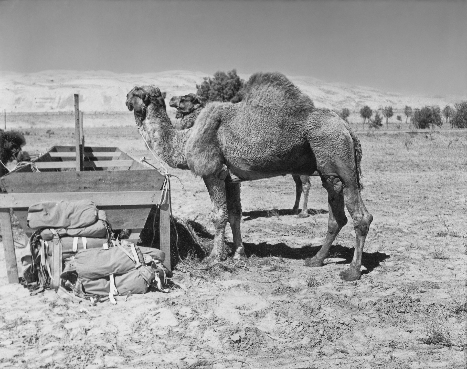 What's even more fascinating is that this was Sheik the camel's second time in the same film—he had also been in the 1926 version of Beau Geste, which also filmed in Yuma, Arizona!