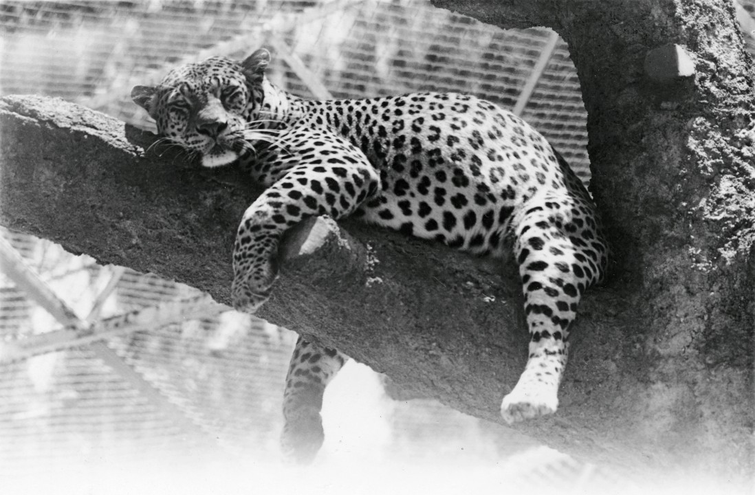 Elmo had three different mates early on, but he spent his golden years with a spotted beauty named Sweetheart, who was 13 years younger. The two had several litters, described as “the finest husky young leopards we have ever seen.”