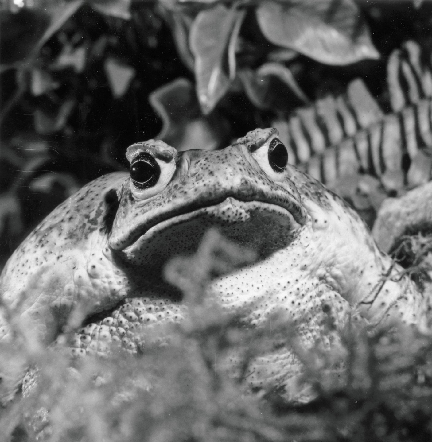 The San Diego Zoo's first amphibian was a marine toad named Tenicatita, after the village near where she was found in southern Mexico. Already an adult when she arrived, Tenicatita lived at the Zoo's Reptile House for more than 16 years.