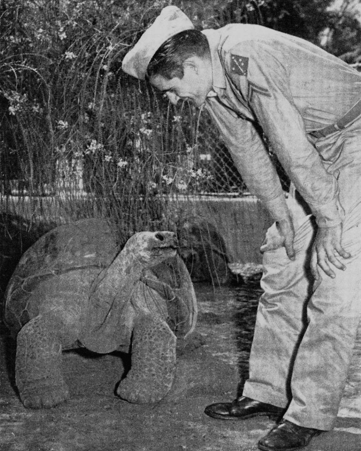 The San Diego Zoo continued to be a favorite place for military personnel in San Diego, who spread the word about the Zoo once they returned to their home towns. Here, Gertie the Galápagos tortoise says hello. Gertie actually had some interesting tales to tell, if he could have: he had actually been to Hollywood, with a part in the film Malaya with Dorothy Lamour and Jack Haley. He played a rock that Jack Haley's character sits on—then leaps up from when the 