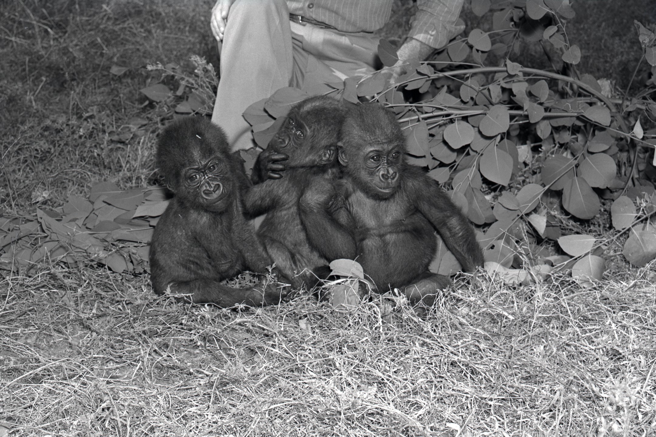The three gorilla babies had their own set of rooms in the Zoo Hospital and went out for playtime on the lawn in back.