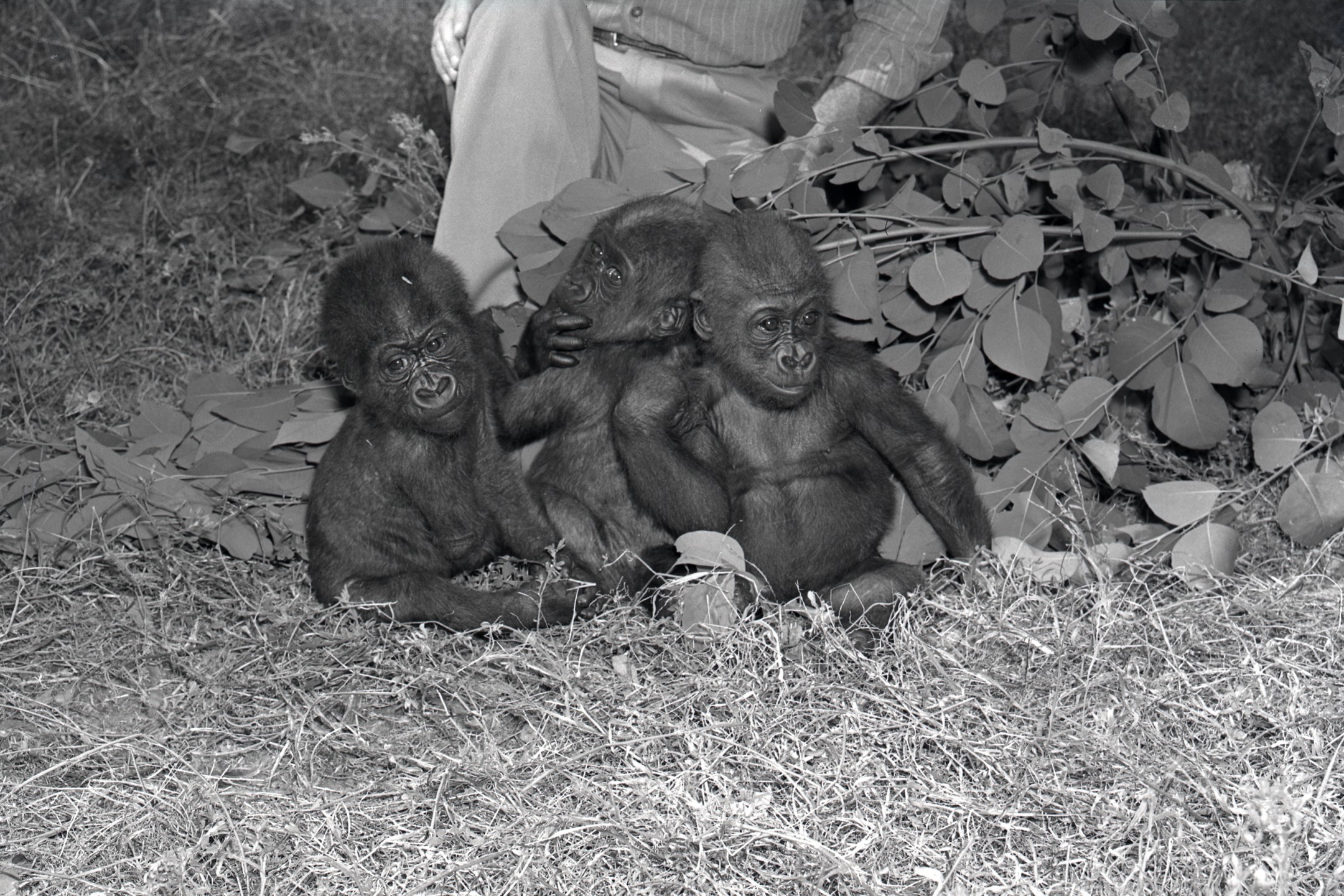 Albert, Bouba, and Bata, gorillas