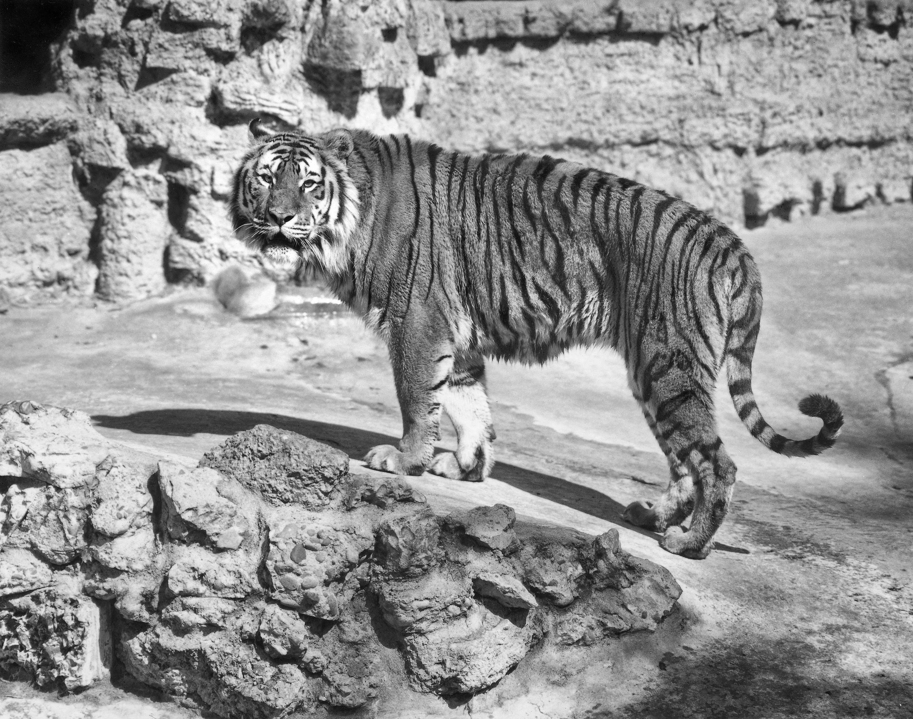 Тигр в древнем мире. Закавказский Туранский тигр. Туранский (Каспийский) тигр. Закавказский тигр вымерший. Туранский тигр вымершие кошачьи.