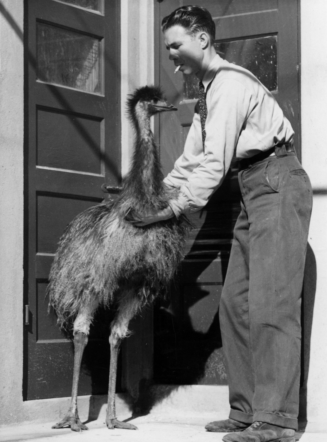 Bird keeper Kenton C. Lint and the emu chick he helped hatch and raise in electric incubators at the San Diego Zoo. Upon returning from his military service, K.C. gave credit to Belle Benchley for keeping the Zoo running during the war, saying, 