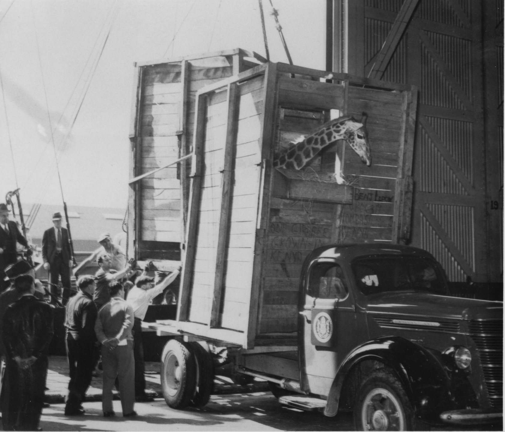 The crates holding giraffes Lofty and Patches are loaded onto the truck from the ship in New York, 1938.