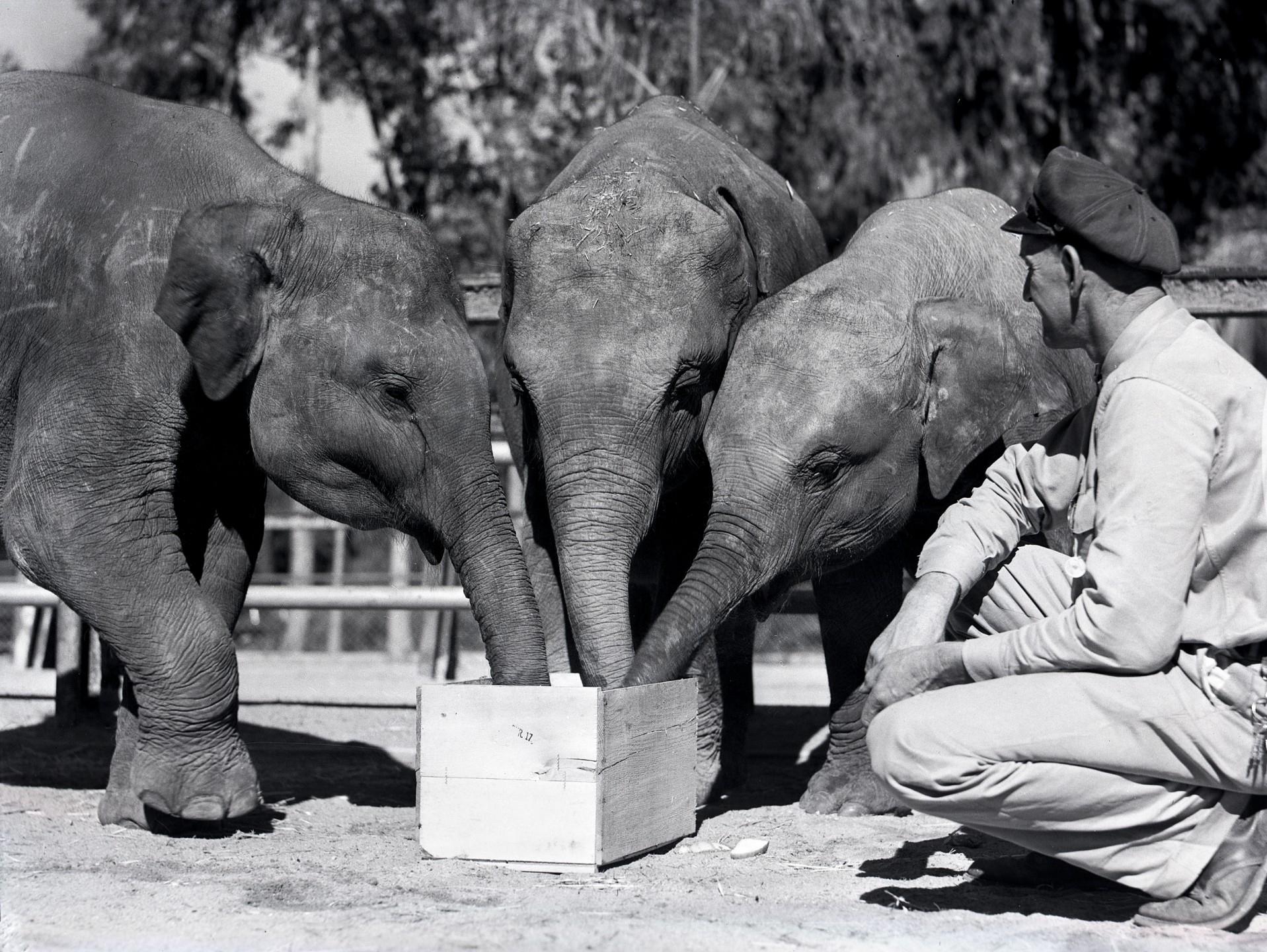 Keeper Robert Cihlar gives the three young elephants a treat.