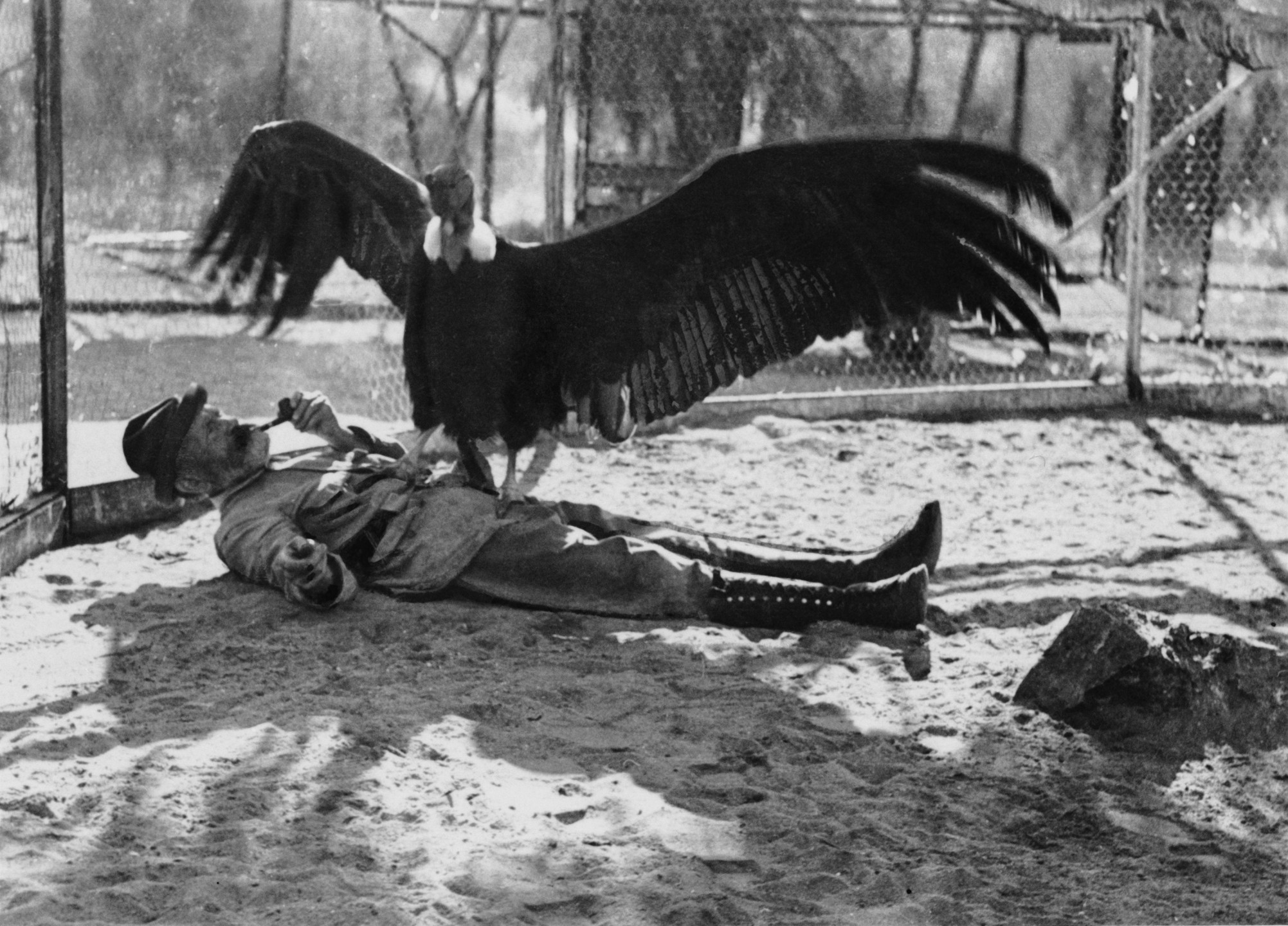 Bum the Andean condor and his keeper, Karl Ring, had an amiable relationship—one that perhaps only they really understood.