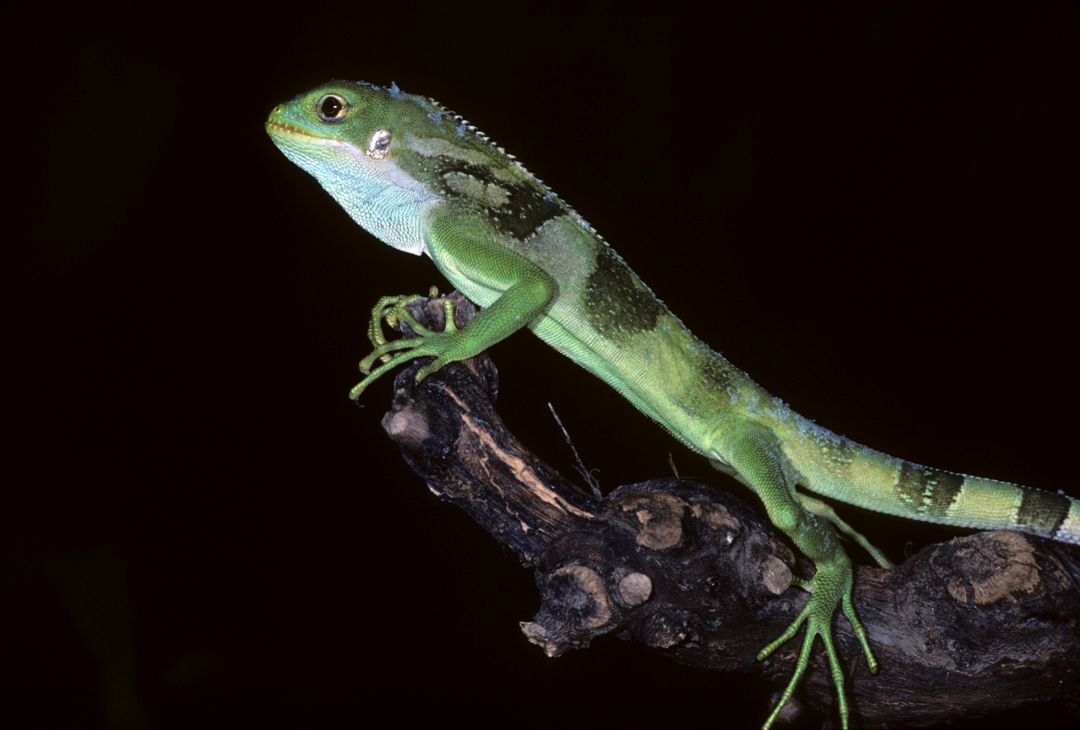 Fiji Island banded iguana hatchling