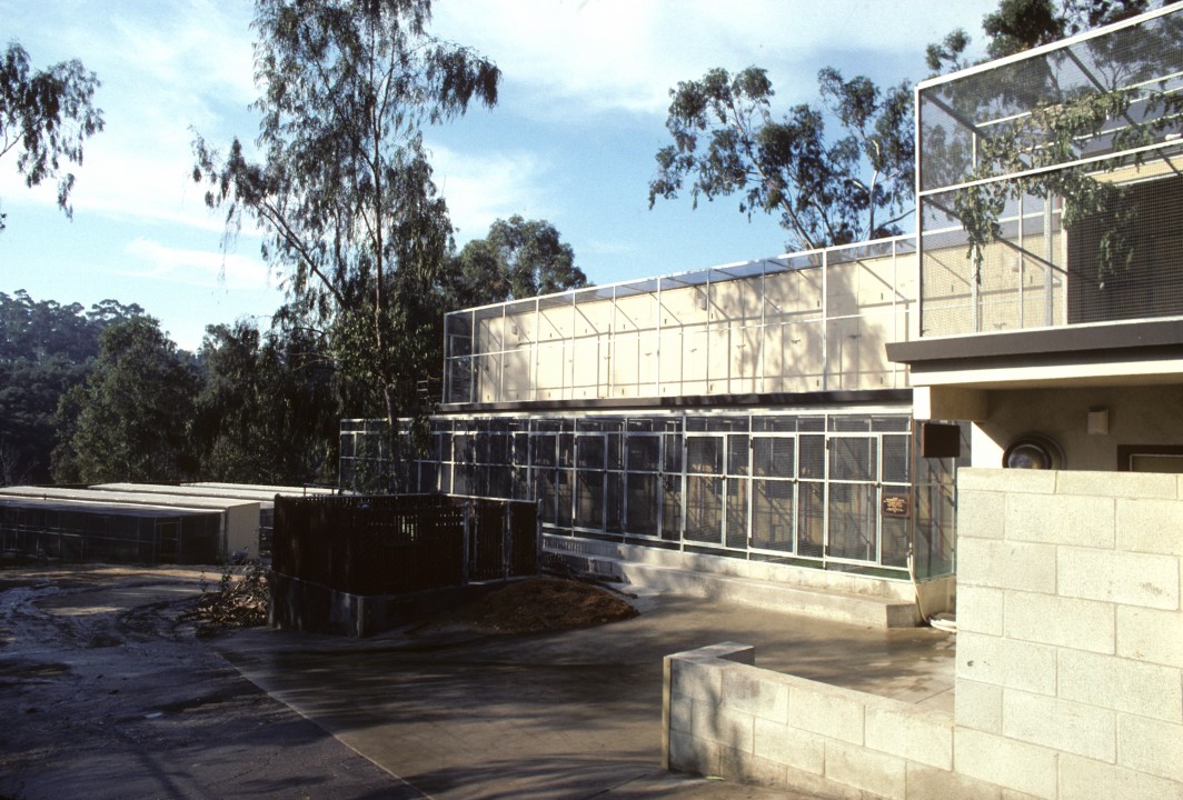 Following nearly a decade of planning, the Avian Propagation Center (APC) opened at the Zoo on June 18, 1980. It was planned and built with the input of colleagues from many facilities around the country, and was designed with four separate areas. One is the incubator building, where egg receiving and recording, incubation, egg preparation, and hatching take place. Another is the brooder house, where chicks grow and develop under the watchful eyes of the keepers (in the building center in this photo); when they outgrow this space, they move to the larger brooder pens where they complete their development (to the left in the photo). A fourth area is the 40 breeding enclosures for breeding adult birds or housing delicate species, with an additional 19 of these enclosures located on the roof of the brooder building (seen here on top of the brooder house). 