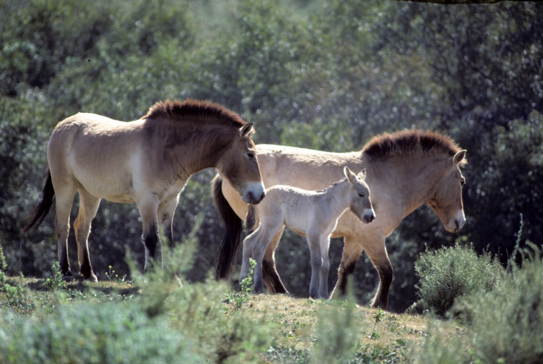  The first birth in the Wild Animal Park's Przewalski's horse herd was a male that was named Vasiliy. His birth was another success in the ongoing efforts to increase the population of this species, the only true wild horse, that was considered extinct in the wild. As an adult, Vasiliy would become the Park herd's stallion for many years and sire several offspring of his own.