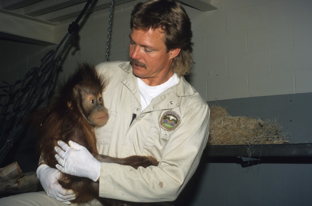 Keeper Mike Bates was there to give a fully recovered Karen an extra support and encouragement she needed once she was reintroduced to the orangutan habitat at the Zoo. He said, 