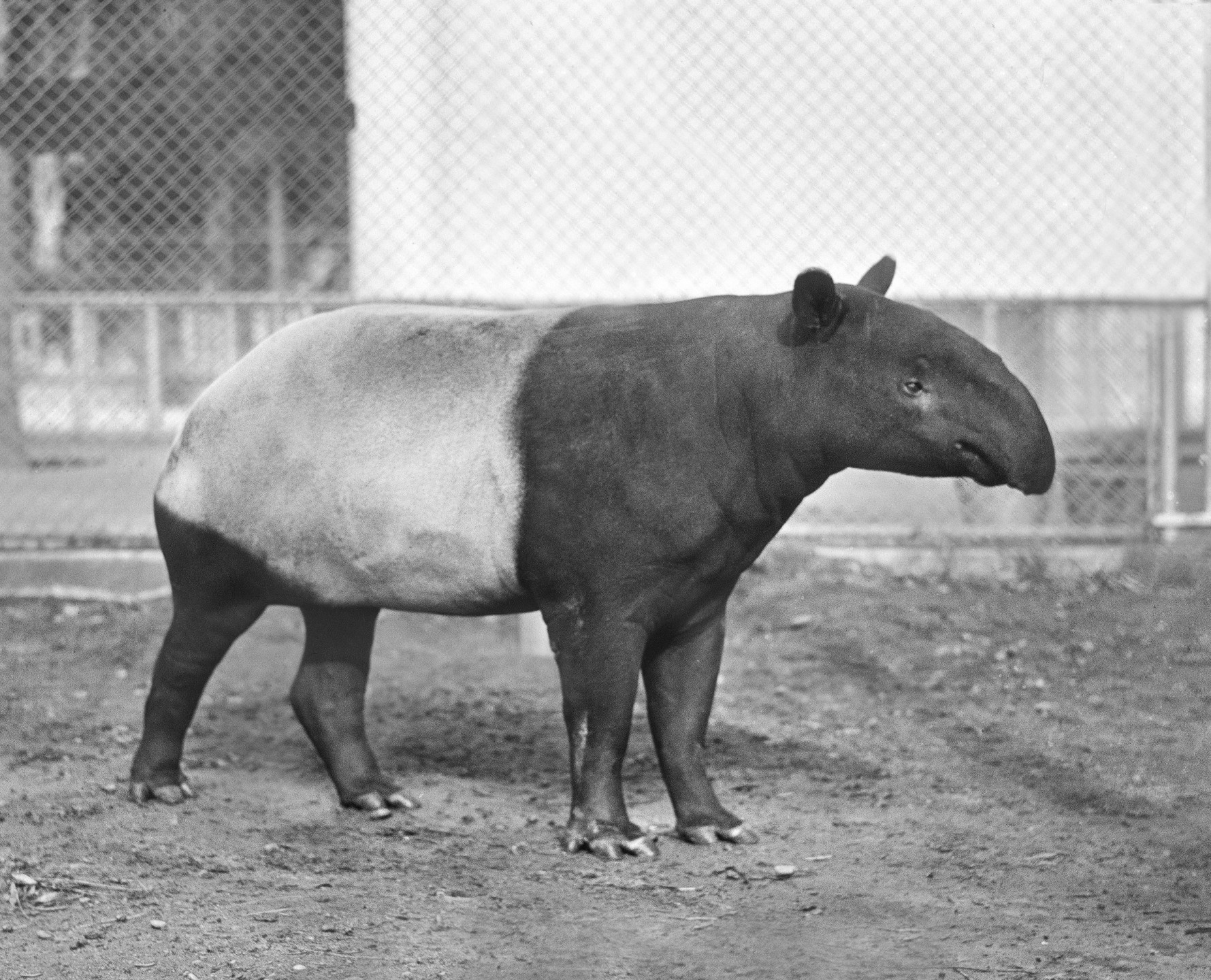 She appears innocuous enough—but in the early 1940s, hearing the name Trudy the Tapir would cause her keepers to shudder.