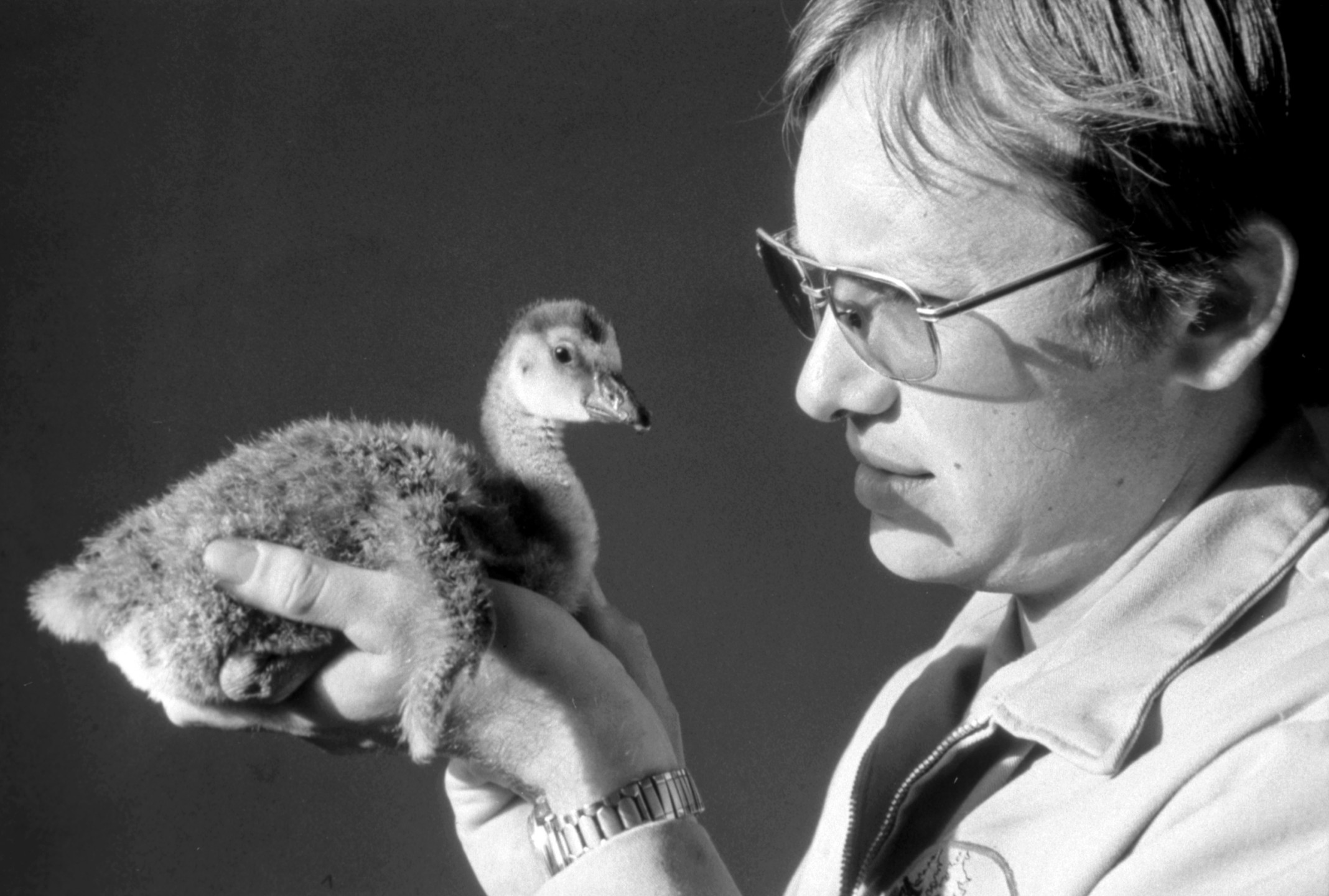 Bird keeper Wayne Schulenburg holds a three-week-old nene gosling, one of seven that hatched in 1975 for the first time in the Zoological Society's collection. These endangered Hawaiian geese were almost wiped out in their native habitat on the islands of Hawaii and Maui by hunting and introduced predators, reduced from a population of about 25,000 at one time to less than 50 by the 1950s. A Nene Restoration Project initiated in 1959 helped to bring the numbers up to more than 600, making reintroductions possible. The Zoological Society became involved in the early 1970s, receiving two adult pairs to help contribute to the breeding effort. The fuzzy gosling above was the happy start of good things to come—our nenes were clearly in good hands. 