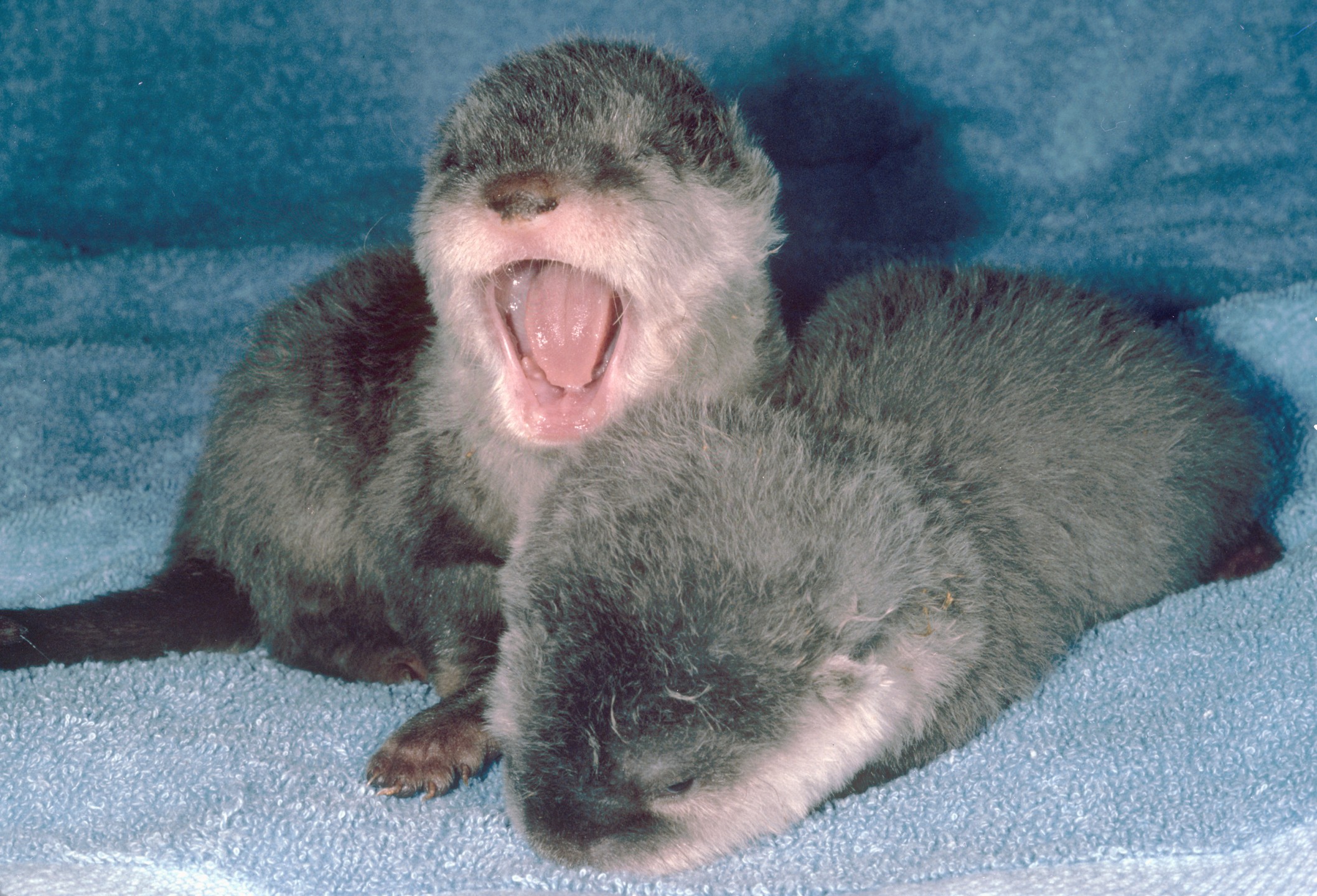 Osborn and Osgood otters surprised their mother and the staff when they arrived in the world on December 10, 1980. Their mother, Renee, and two males, Eric and Todd, all three Asian small-clawed otters, had only been living together in the Children's Zoo's new 