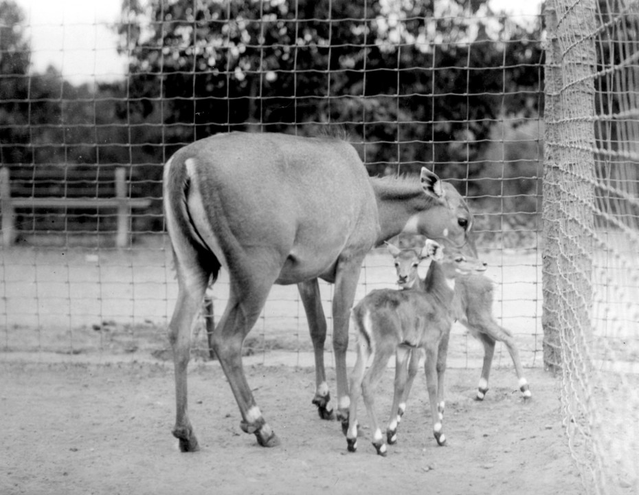 Nilgai antelope, an Asian species from India, were rare in zoos at the time, making the birth of twins a marked accomplishment.