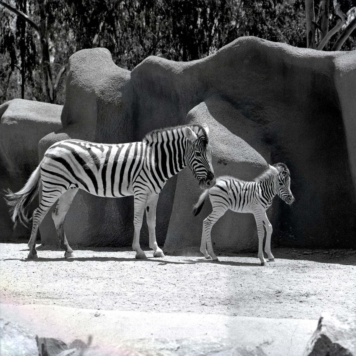 Damara zebra colt