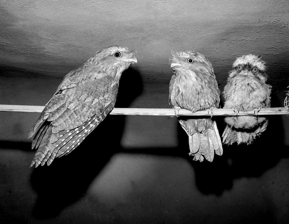 When the Zoo was fortunate enough to obtain a pair of tawny frogmouths in Australia, through the efforts of Zoo friend Sir Edward Hallstrom, there were high hopes for breeding. For many long years, however, it was not to be. Then in 1968, keepers decided to try helping things along by providing a nesting basket lined with grass and leaves in one high corner of the aviary, since they had read that these birds build platform nests in tall trees in the wild. Apparently it met with the birds' approval, because two eggs were laid. But hopes were dashed when the eggs were found broken on the floor a little over two weeks later, and they proved to be infertile. Persistence is a San Diego Zoo keeper virtue, however, and the nesting material was replaced to try to stimulate a second breeding—and it worked. The second time was a charm, and the first tawny frogmouth chick in the Western Hemisphere hatched on May 3, 1968. It grew steadily as keeper Webster Tyrrell took detailed notes on its development, left the nest to perch with its parents (the wide-eyed fellow on the right in the photo), and successfully fledged. 
