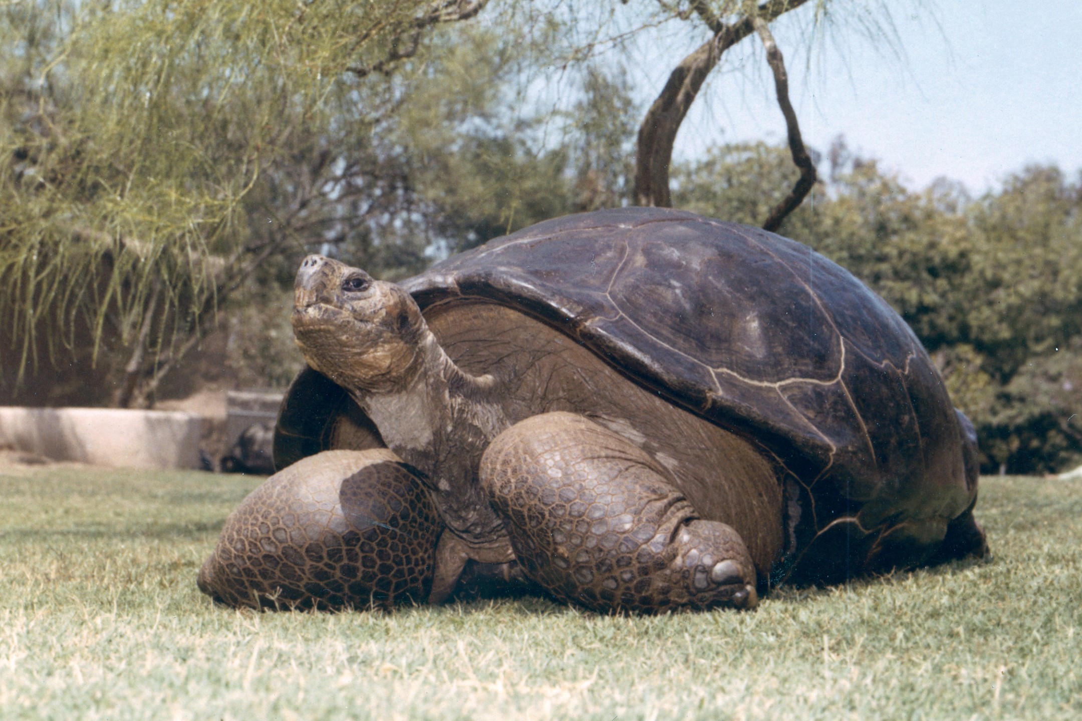 Speed the Galápagos tortoise first came to the San Diego Zoo in 1933. Each of the tortoises has a number, which is painted on their shell for record-keeping purposes, and Speed was also affectionately known among the reptile keepers and to longtime members as 