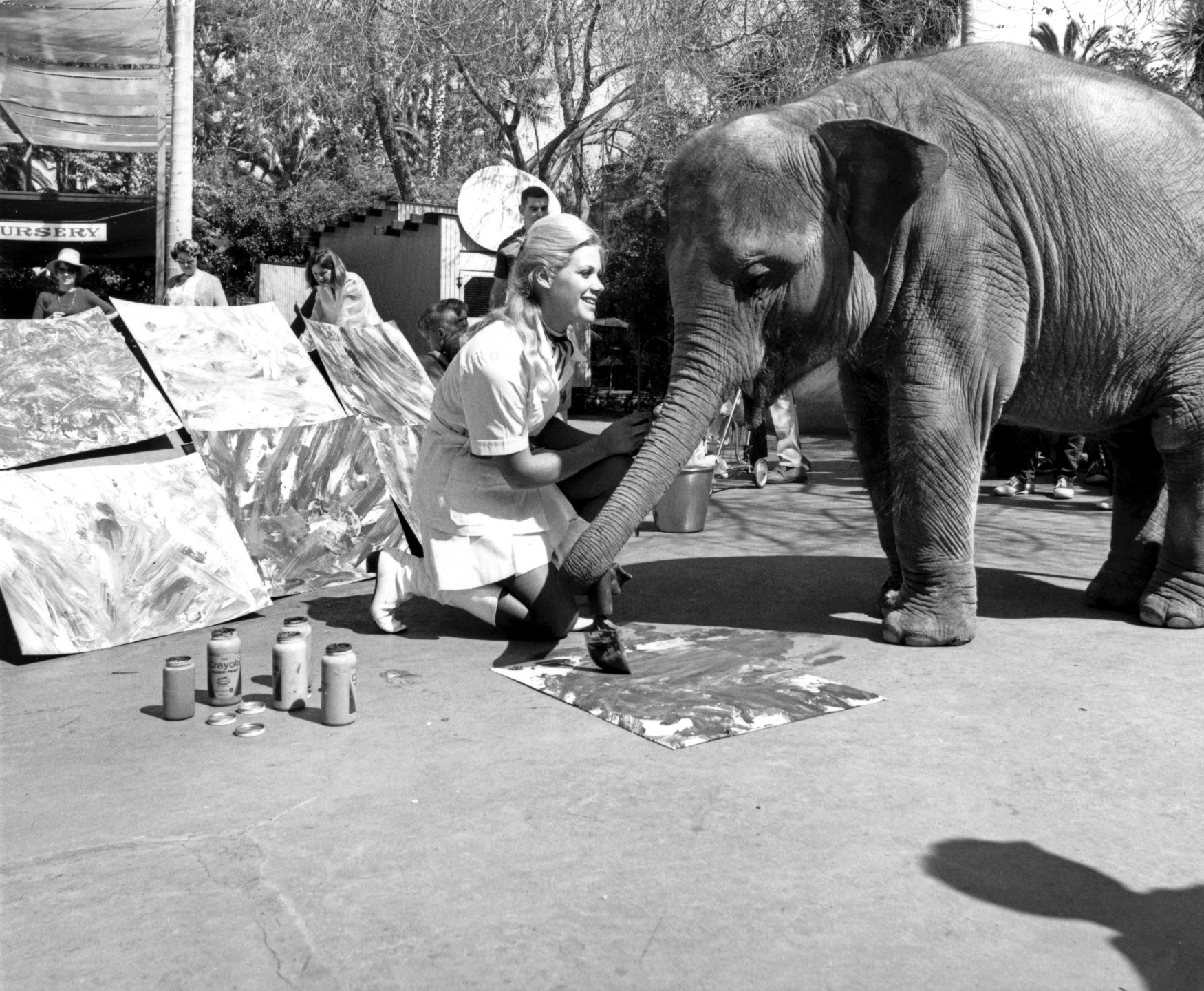 In 1970, Joan Embery was 18 years old and working as an attendant in the Children’s Zoo. The Zoo was looking for someone to act as ambassador for the media, and advertised for applicants to become “Miss Zoofari.” Hundreds of applications were received, and after extensive interviews, one young lady was chosen, but it wasn’t Joan—not yet. But as it turned out, the first Miss Zoofari was nervous around animals and didn’t really like public speaking that much. After a year, she decided the job really wasn’t for her and left. Dr. Schroeder’s wife had met Joan and suggested to Bill Seaton, head of public relations, that she might be just who they were looking for. Joan was hired to represent the Zoo on a trial basis, but she also continued to work in the Children’s Zoo. One of the animals she worked with was Carol the elephant, and Joan taught her to paint pictures, a novelty that delighted guests.

