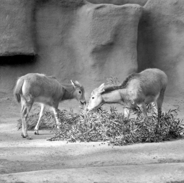 Pere David's deer is an example of a species that would be extinct if it were not for captive breeding. Originally a species native to China, it was extinct in the wild by 1122 B.C., its habitat lost to agriculture. But small herds continued to exist in the hunting parks of emperors, which a priest by the name of Pere (father) Armand David came upon in the mid 1800s. He was able to send some of the deer to zoos in Europe, where they bred successfully—which was their species' second chance to survive, because the herds in China were wiped out by floods, war, and being hunted for food. As if that weren't enough, the European herds then dwindled and were almost overcome by disease and lack of food during World War I, except for one herd maintained by the Duke of Bedford in England. In the 1940s, offspring from that herd were sent to zoos in London, New York, Sydney, and full circle back to Peking, to make sure misfortune to any one group would not mean the end of the species. With a history like that, the Zoological Society of San Diego was honored to be chosen to participate in the breeding program for these deer, and the arrival of a young male and four females was big news at the Wild Animal Park.