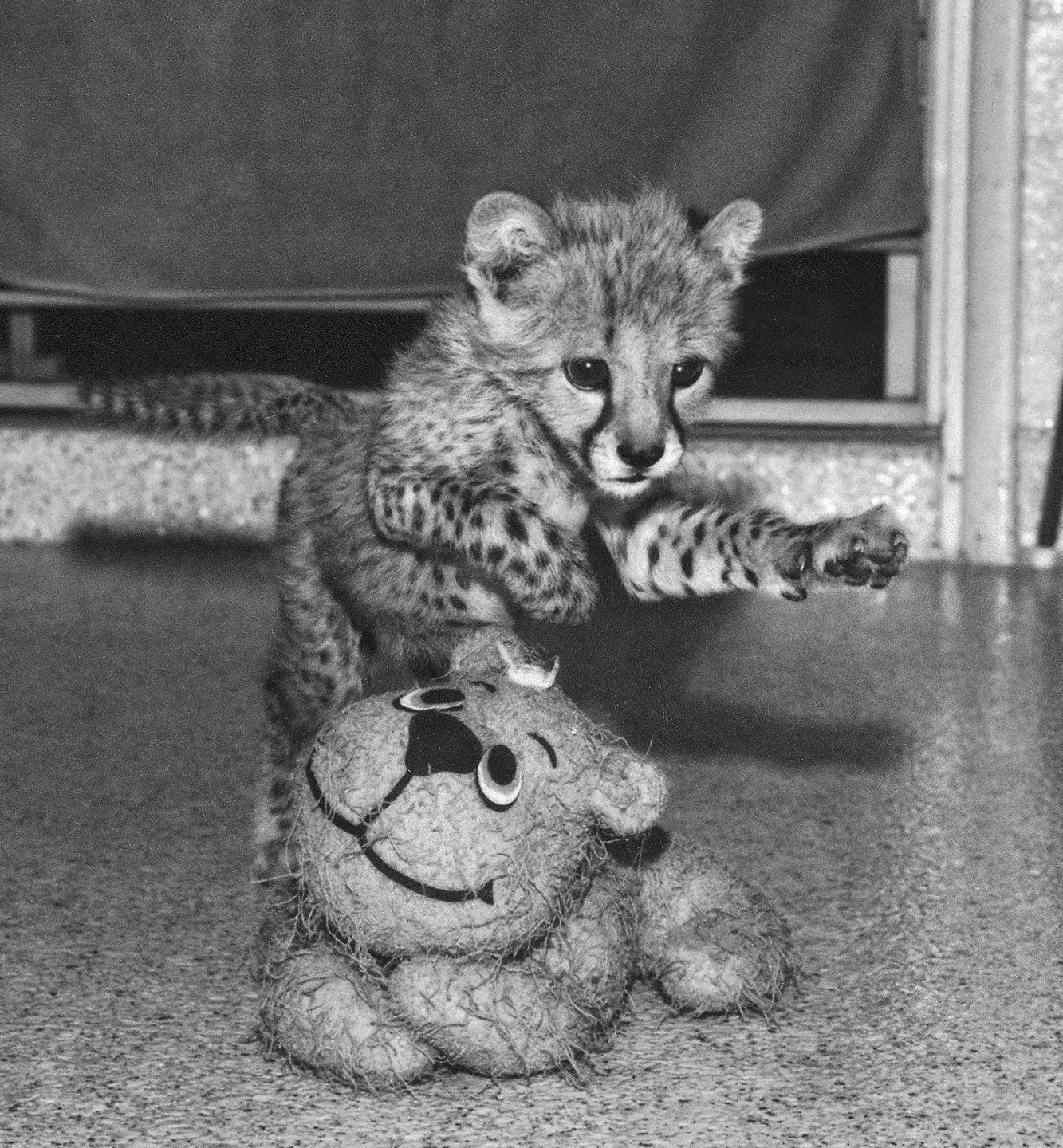 Juba, cheetah cub