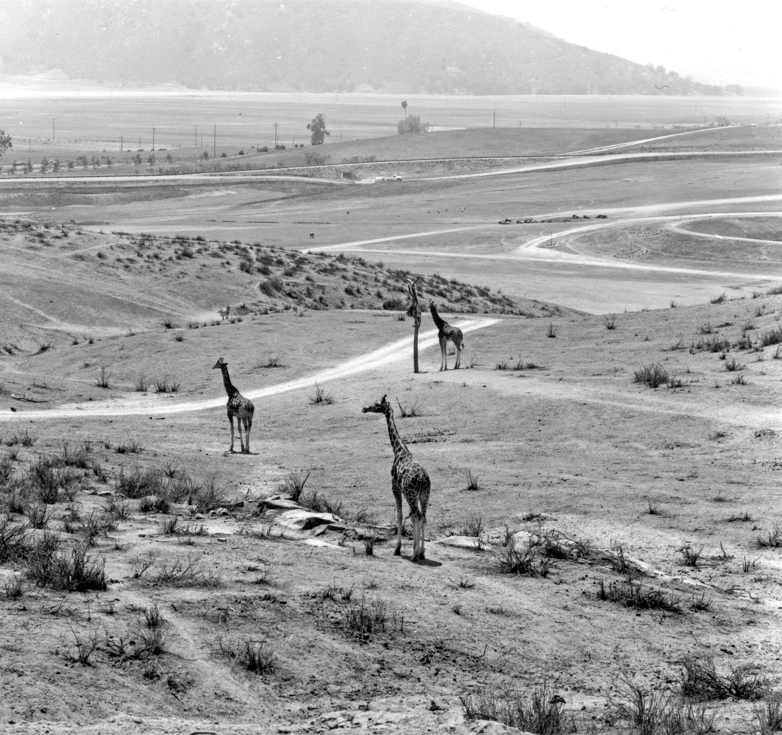 Three young Uganda giraffes were among the first residents of the Wild Animal Park.