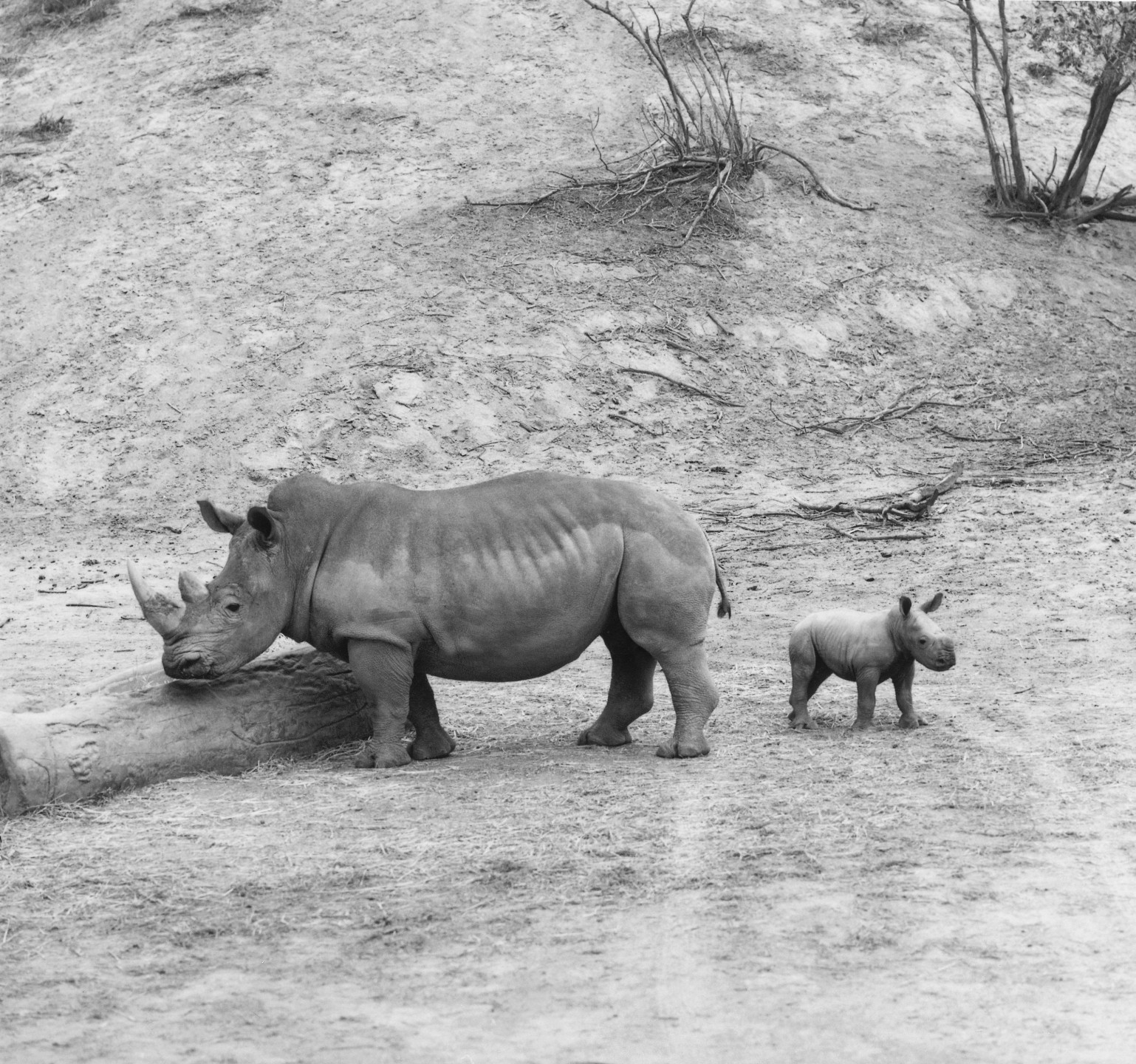 Zibulo's mother was Uhtandi, one of the rhinos that came from South Africa, and his father was Mandhla—the male southern white rhino that had lived at the Zoo since the 1960s with female Tombasan without ever reproducing! Finding out that white rhinos needed a herd to stimulate breeding was one of the early discoveries of the Park's white rhino program.


























