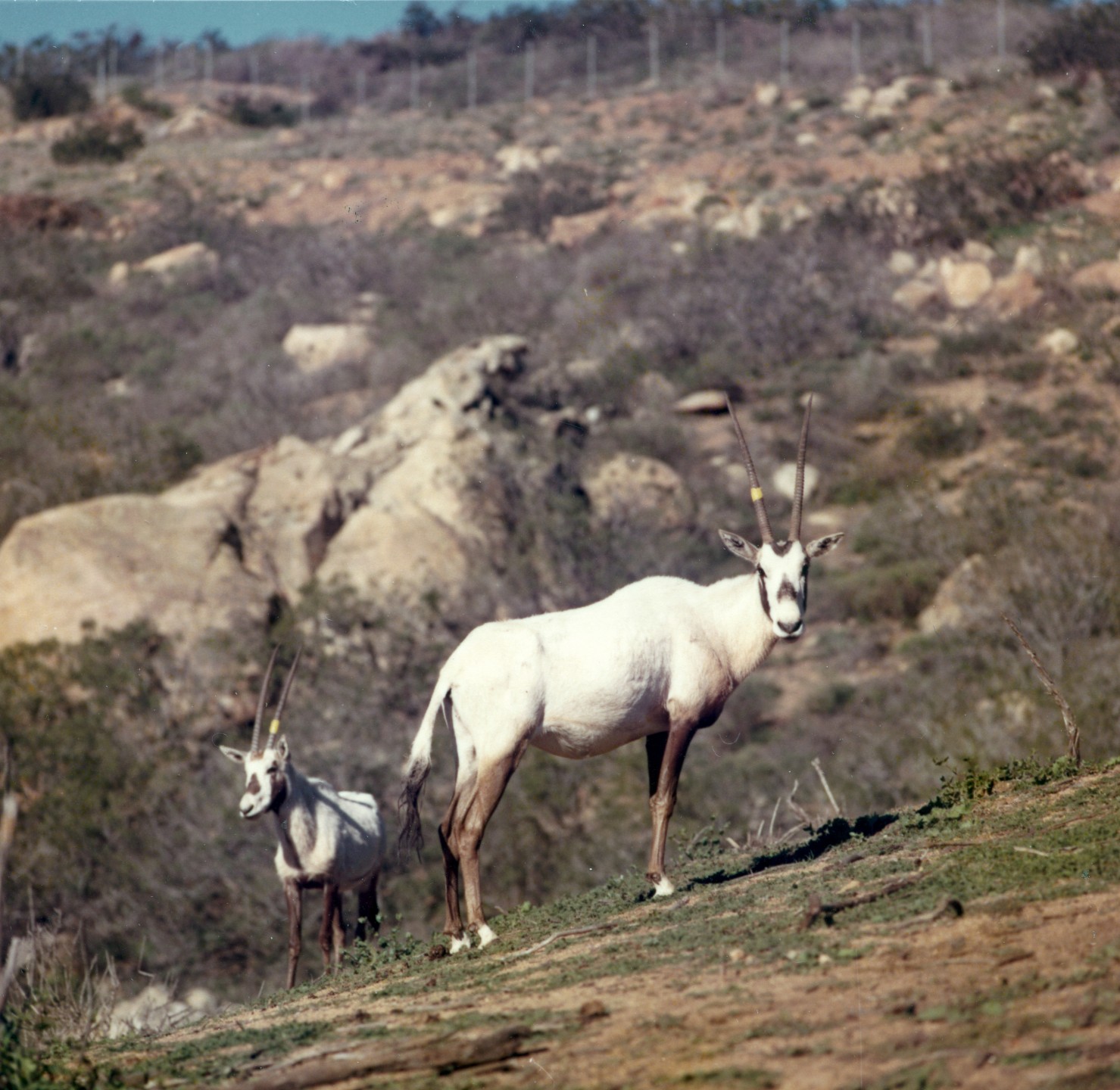The five Arabian oryx that came to the Wild Animal Park in 1972 were females Betty and Annie, seen here, and males Frank, Maurice, and Bob. The tape on the horns was used to identify them, with different colors or placed on different horns.