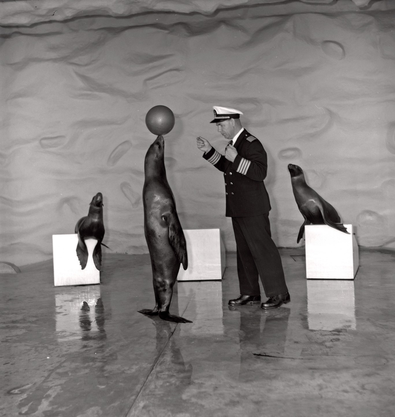 Captain Bennie Kirkbride turned pinniped-packed performances into shows that had Zoo audiences roaring with laughter for 35 years. What began in 1948 as a less-than-10-minute act grew into elaborate productions incorporating the 3 types of shows that Bennie developed during his years at the Zoo: a dry act, which featured seals and sea lions performing on the stage; a diving act, which took place in the Wegeforth Bowl pool; and the most unusual—the seals and sea lions presenting their skills while riding ponies.