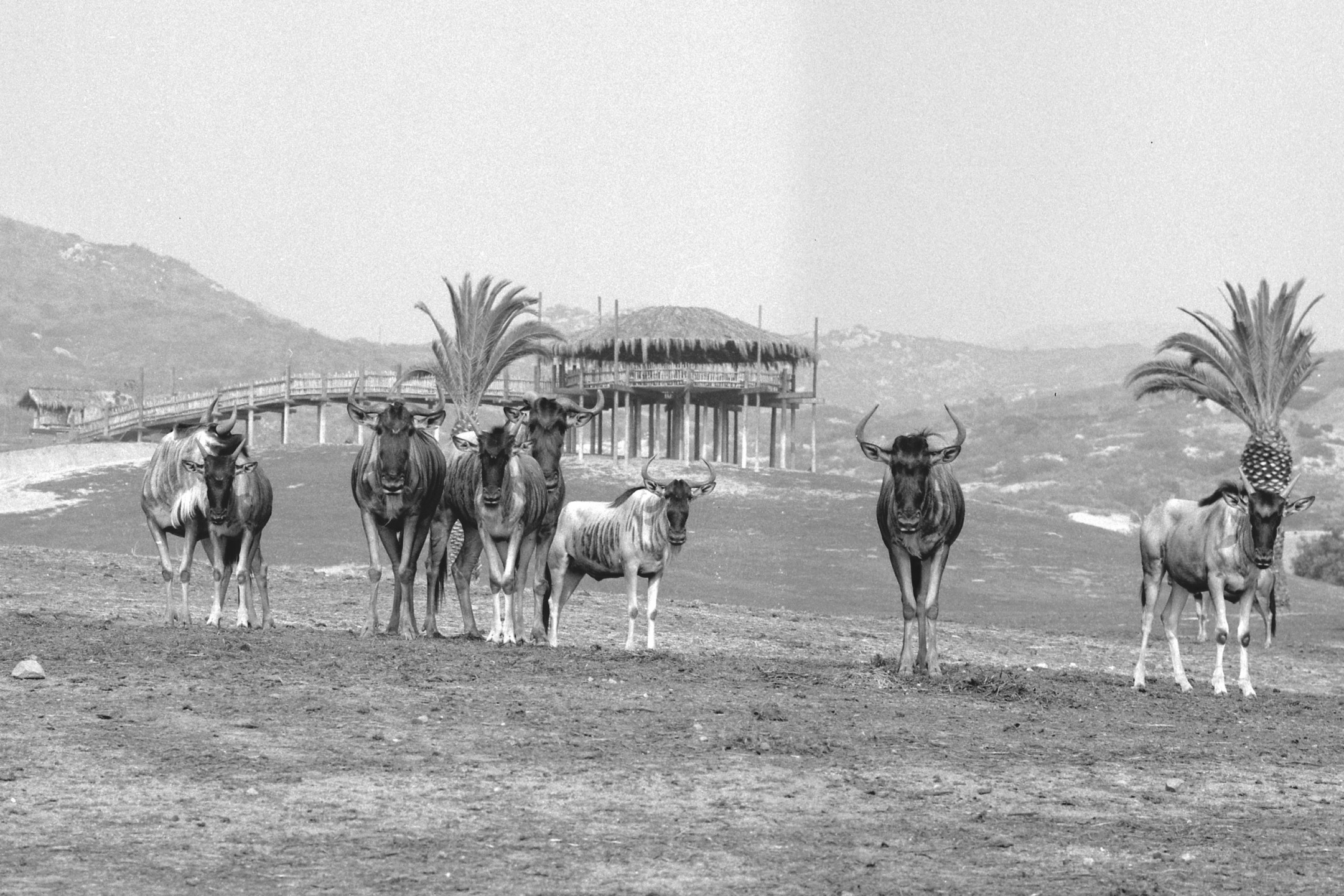 Wildebeest, with Pumzika Point observation platform in the background