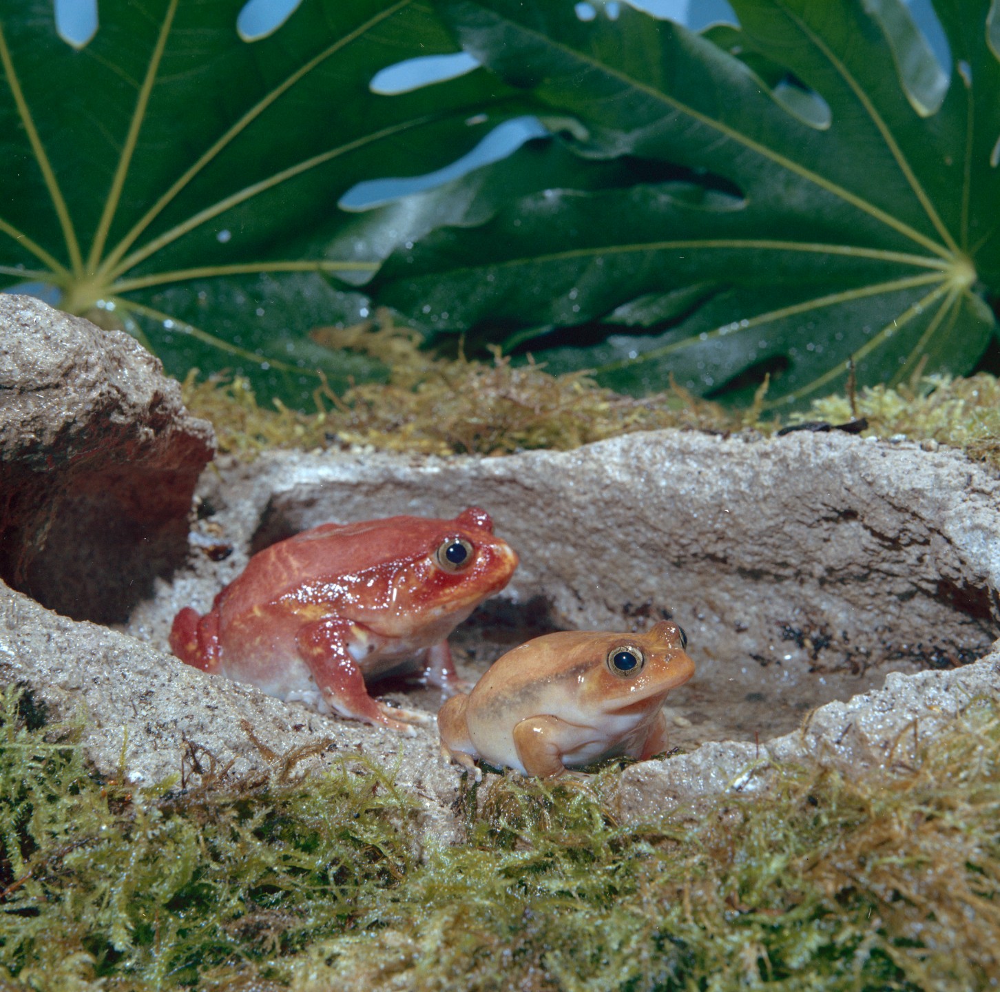 Madagascar red frogs