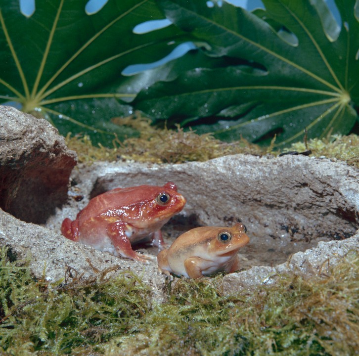 Rare Madagascar red frogs were exhibited at the Zoo's Reptile House for the first time in 1975. Little was known about this rare amphibian species at the time, and the Zoo had the opportunity to record interesting behavioral and physiological observations.